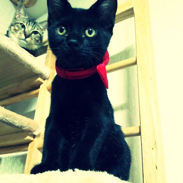 わんにゃんサイトの猫の写真