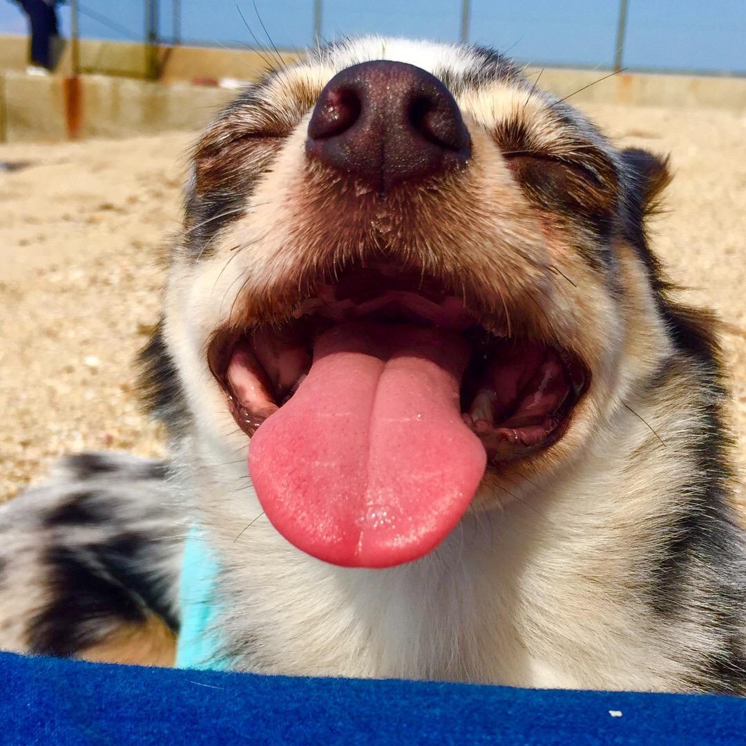 わんにゃんサイトの犬の写真