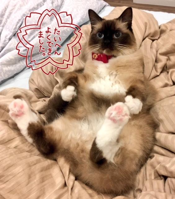 わんにゃんサイトの猫の写真