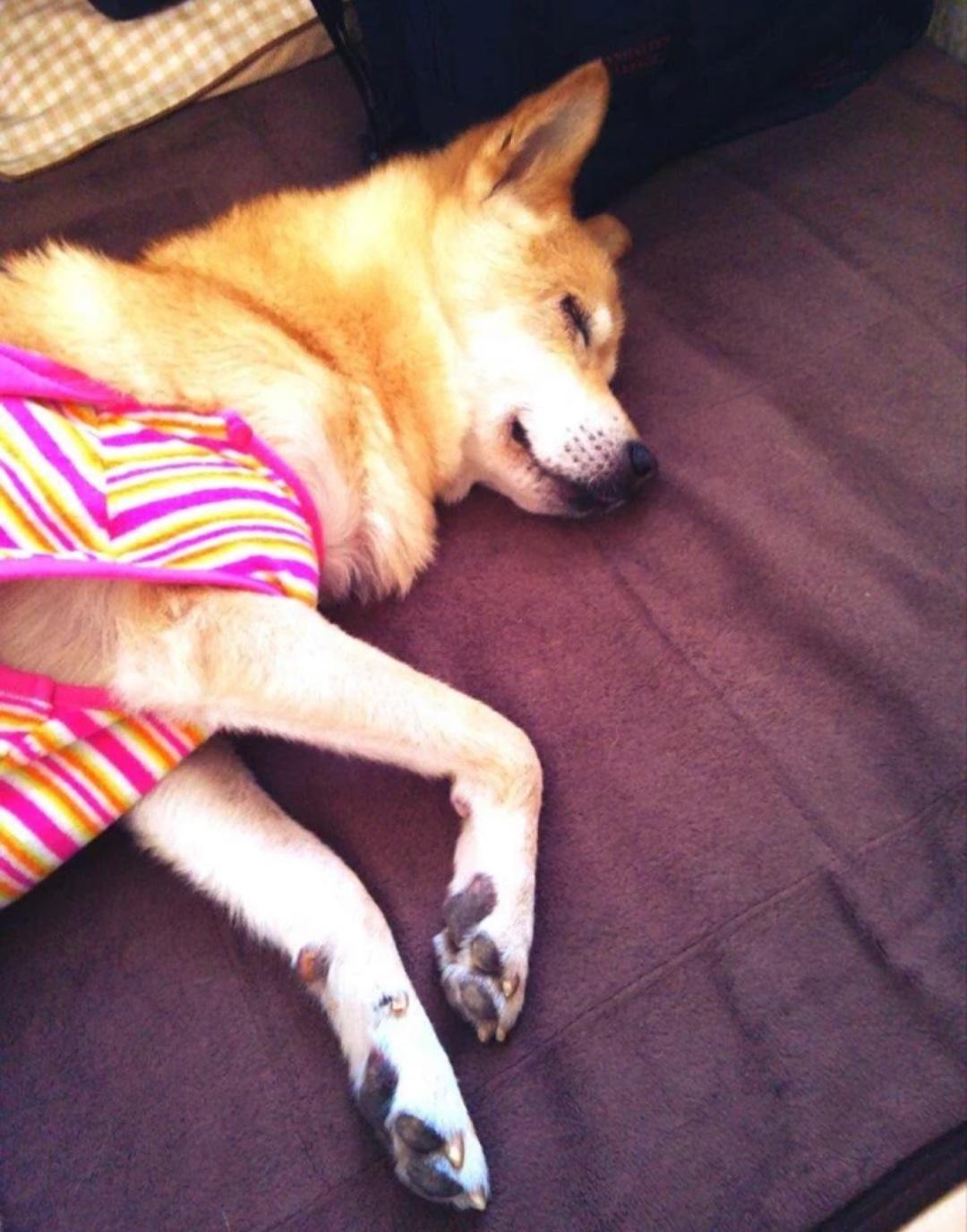 わんにゃんサイトの犬の写真