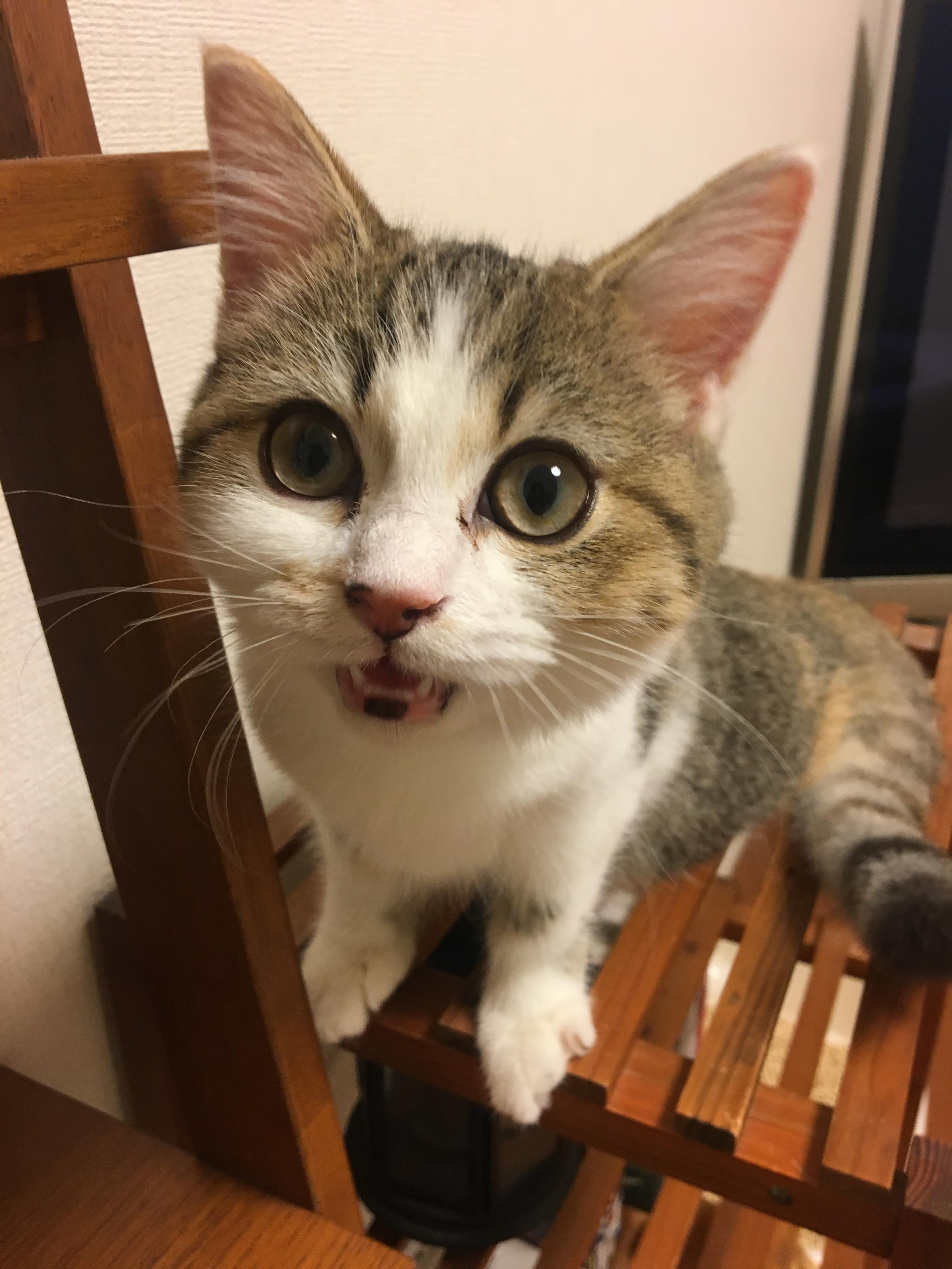 わんにゃんサイトの猫の写真