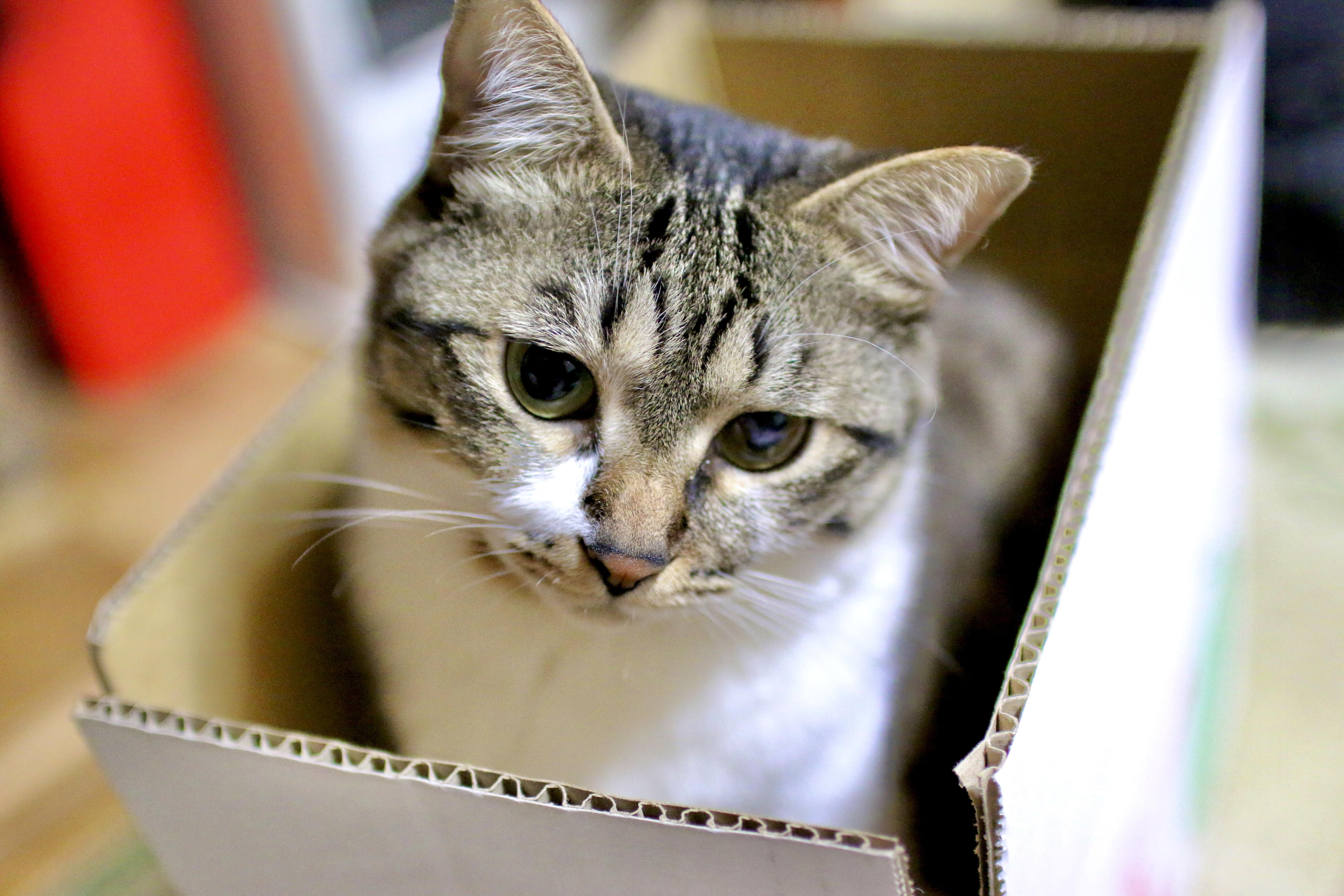 わんにゃんサイトの猫の写真