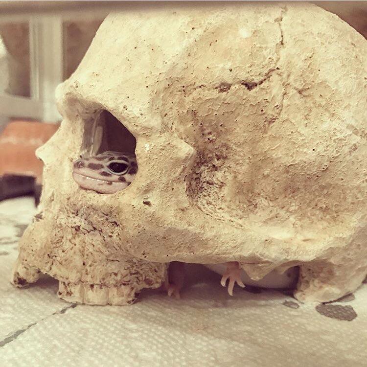 わんにゃんサイトのその他の写真