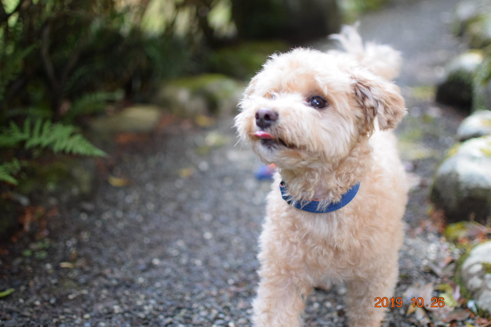 わんにゃんサイトの犬の写真