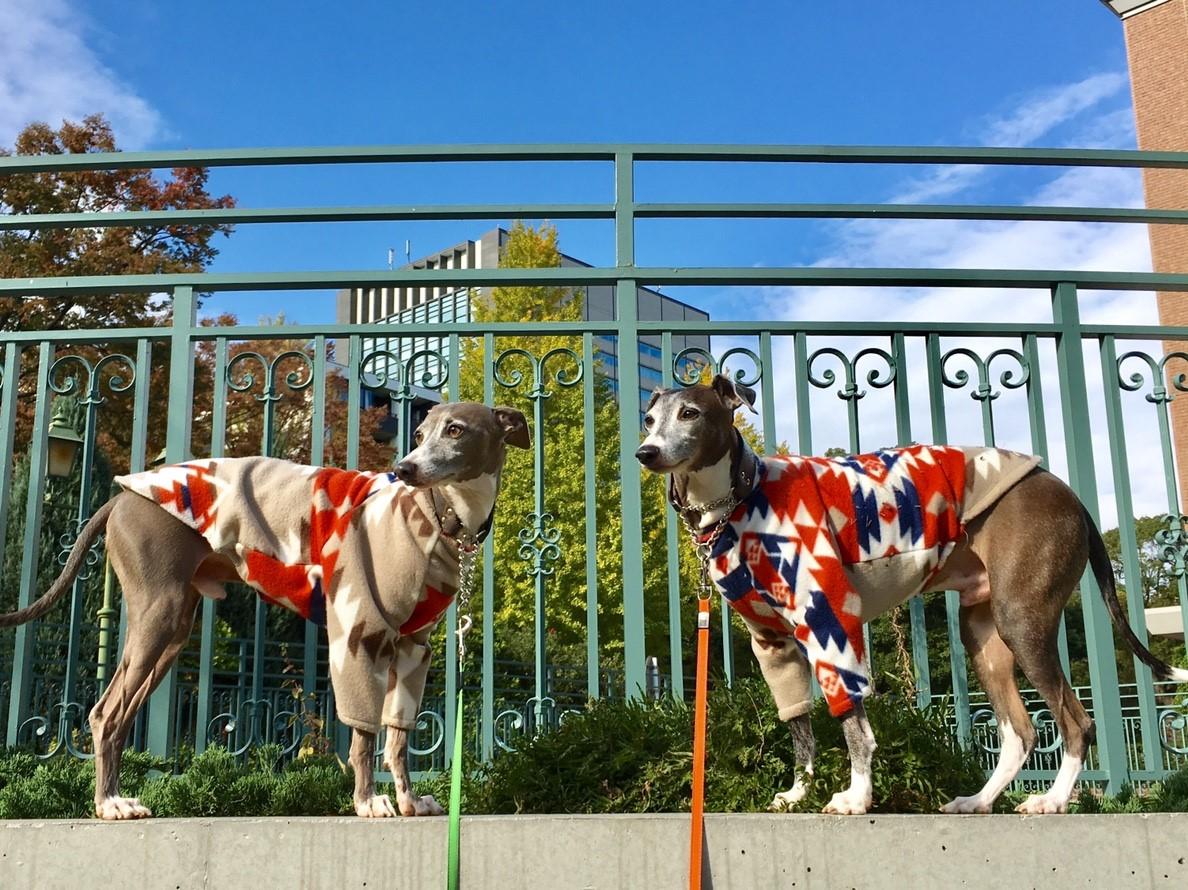 わんにゃんサイトの犬の写真