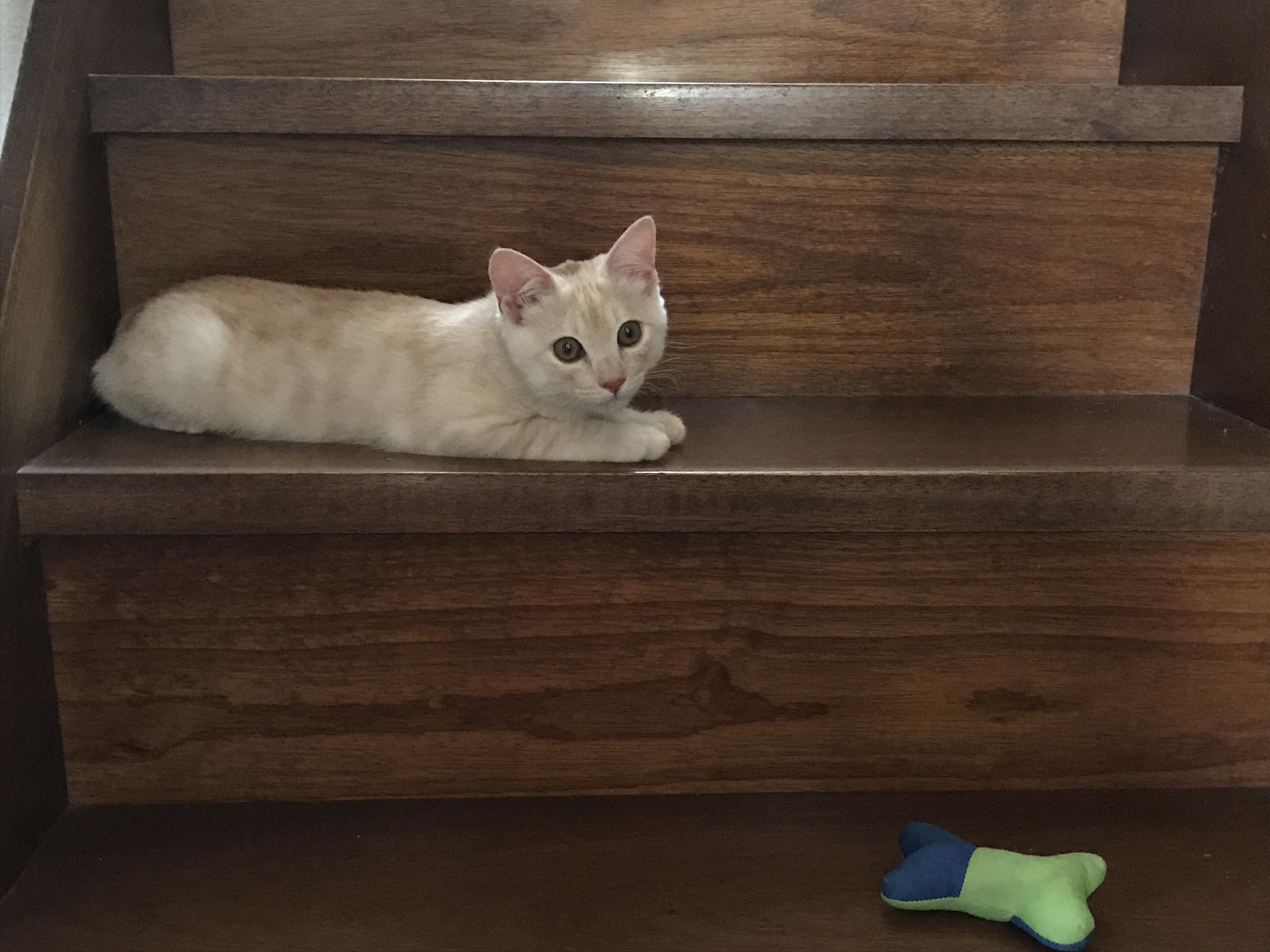 わんにゃんサイトの猫の写真