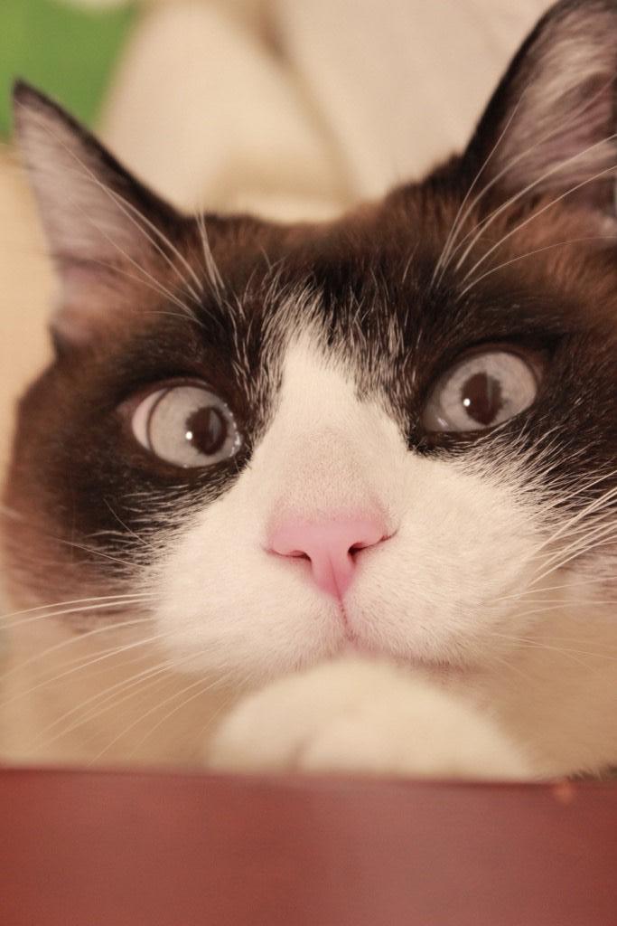 わんにゃんサイトの猫の写真