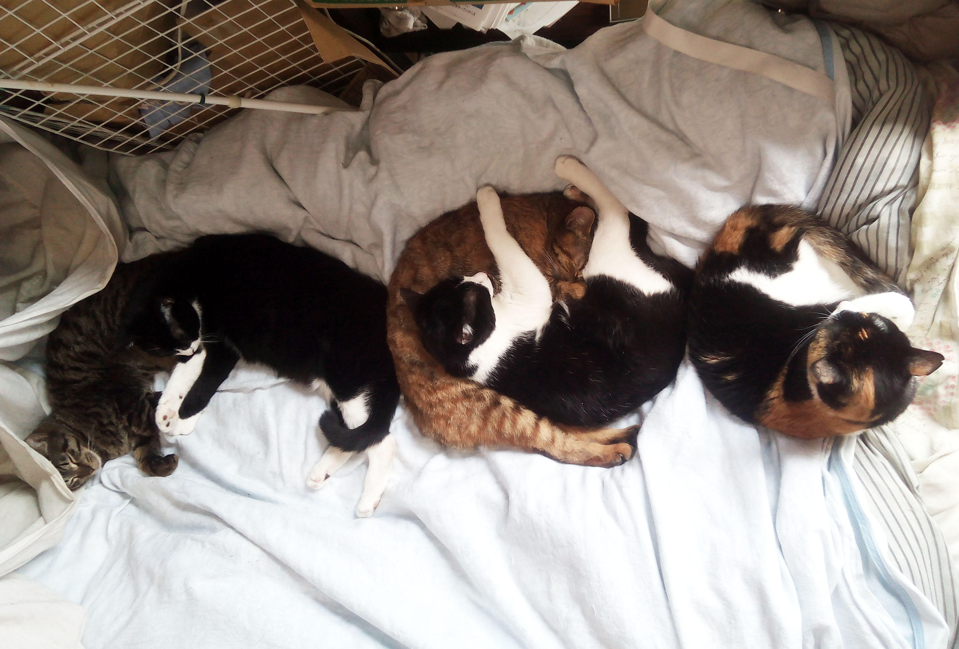 わんにゃんサイトの猫の写真