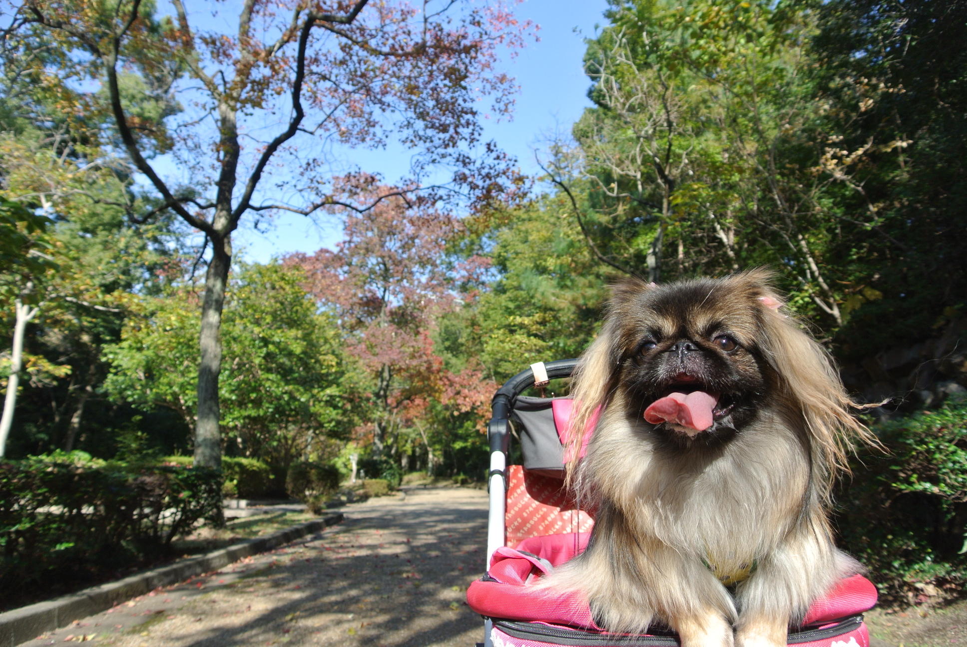 わんにゃんサイトの犬の写真