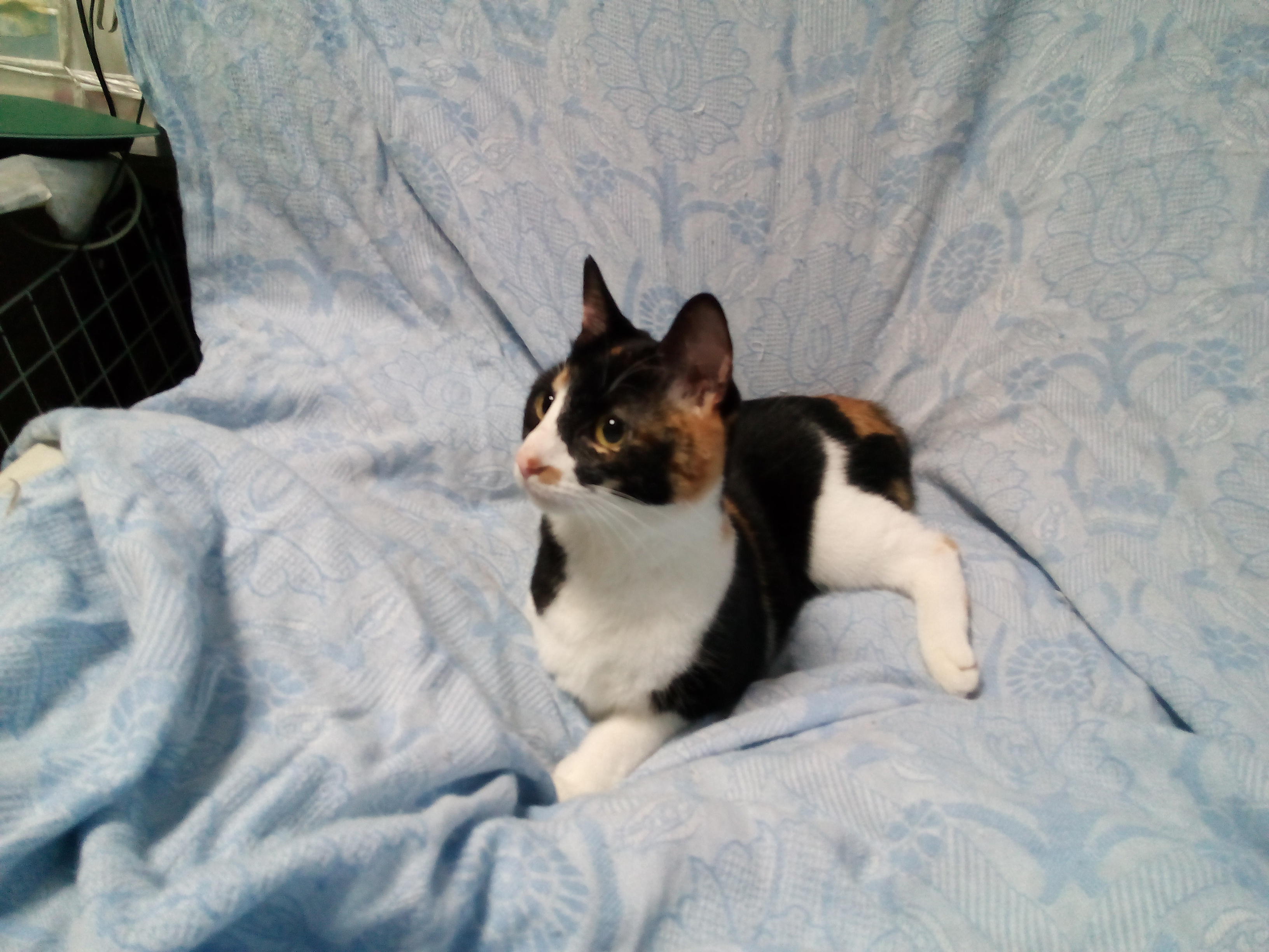 わんにゃんサイトの猫の写真