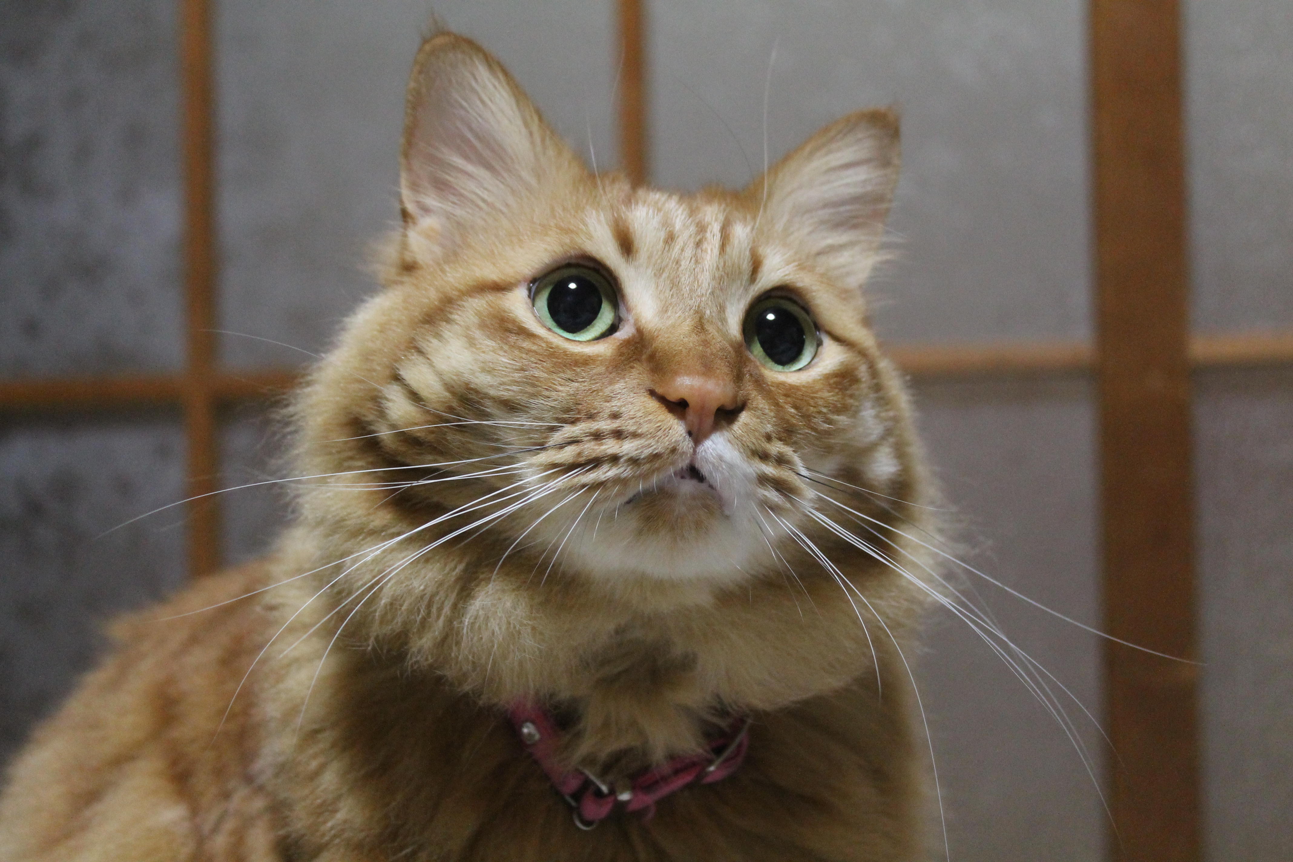 わんにゃんサイトの猫の写真