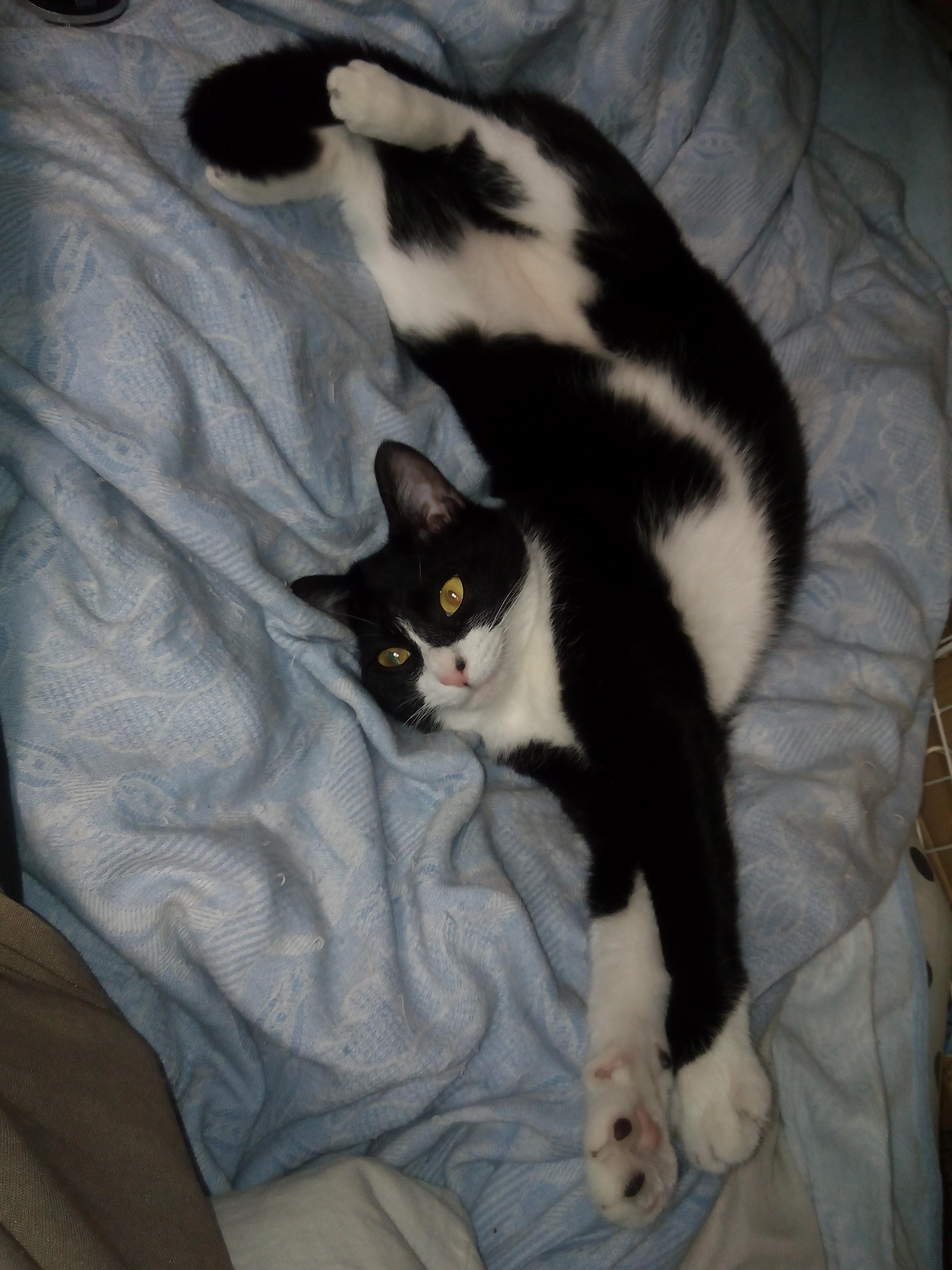 わんにゃんサイトの猫の写真