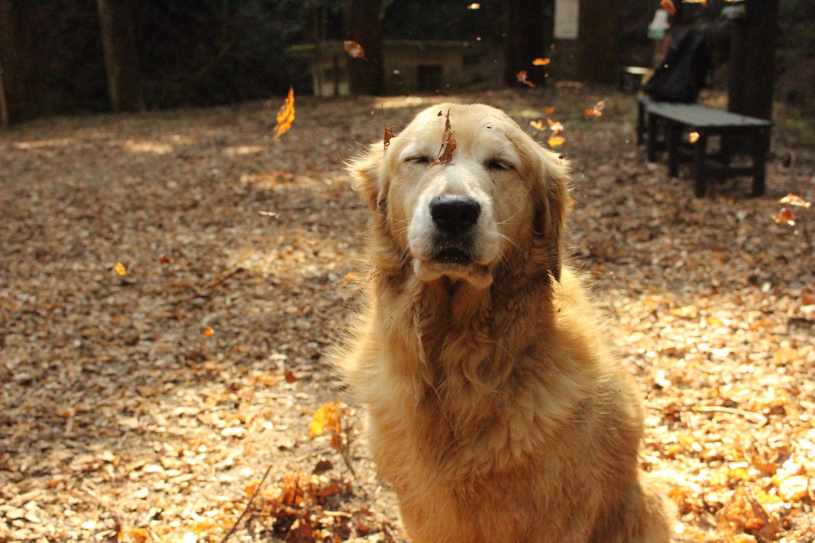 わんにゃんサイトの犬の写真