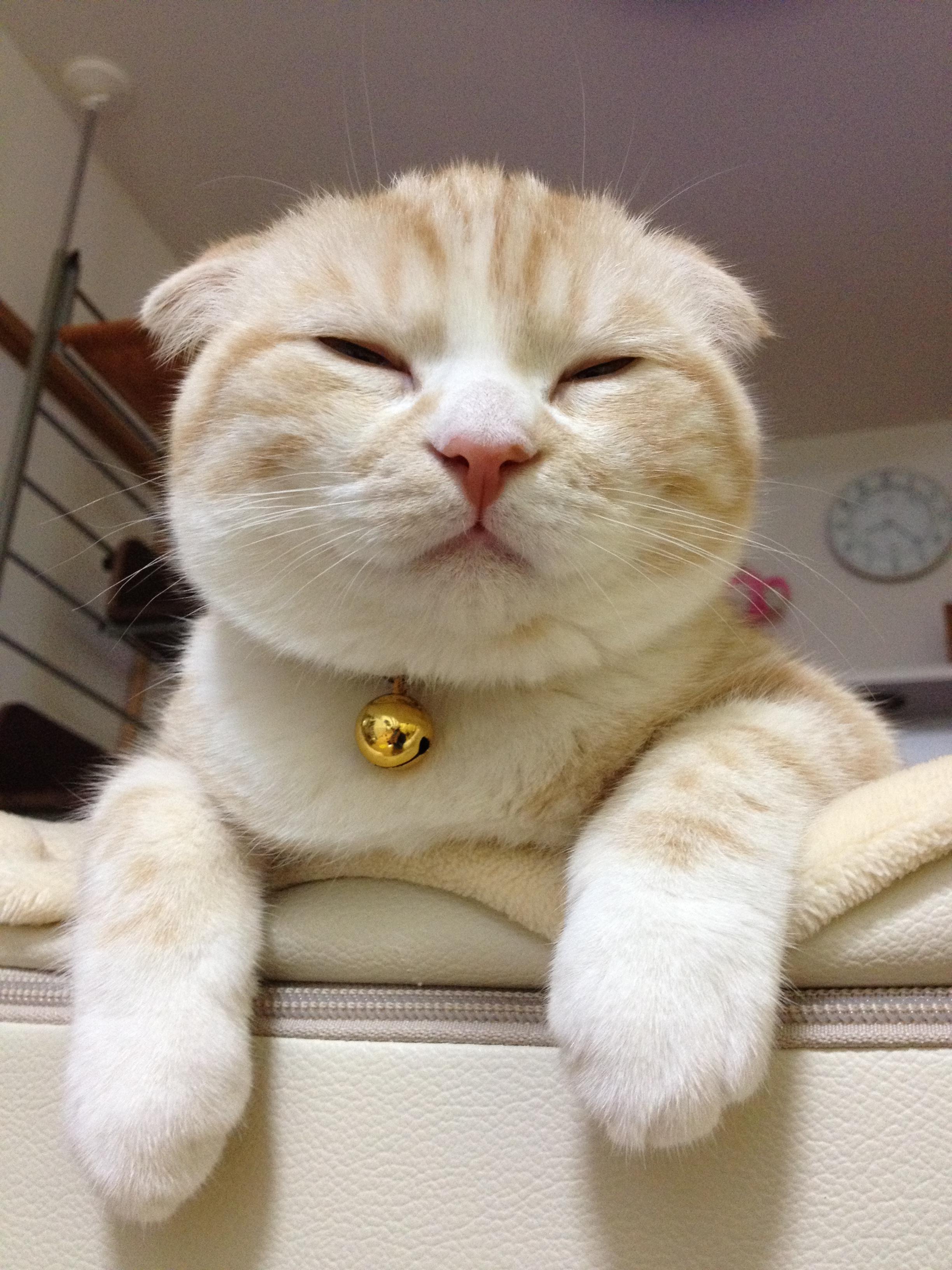 わんにゃんサイトの猫の写真