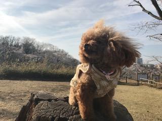 わんにゃんサイトの犬の写真