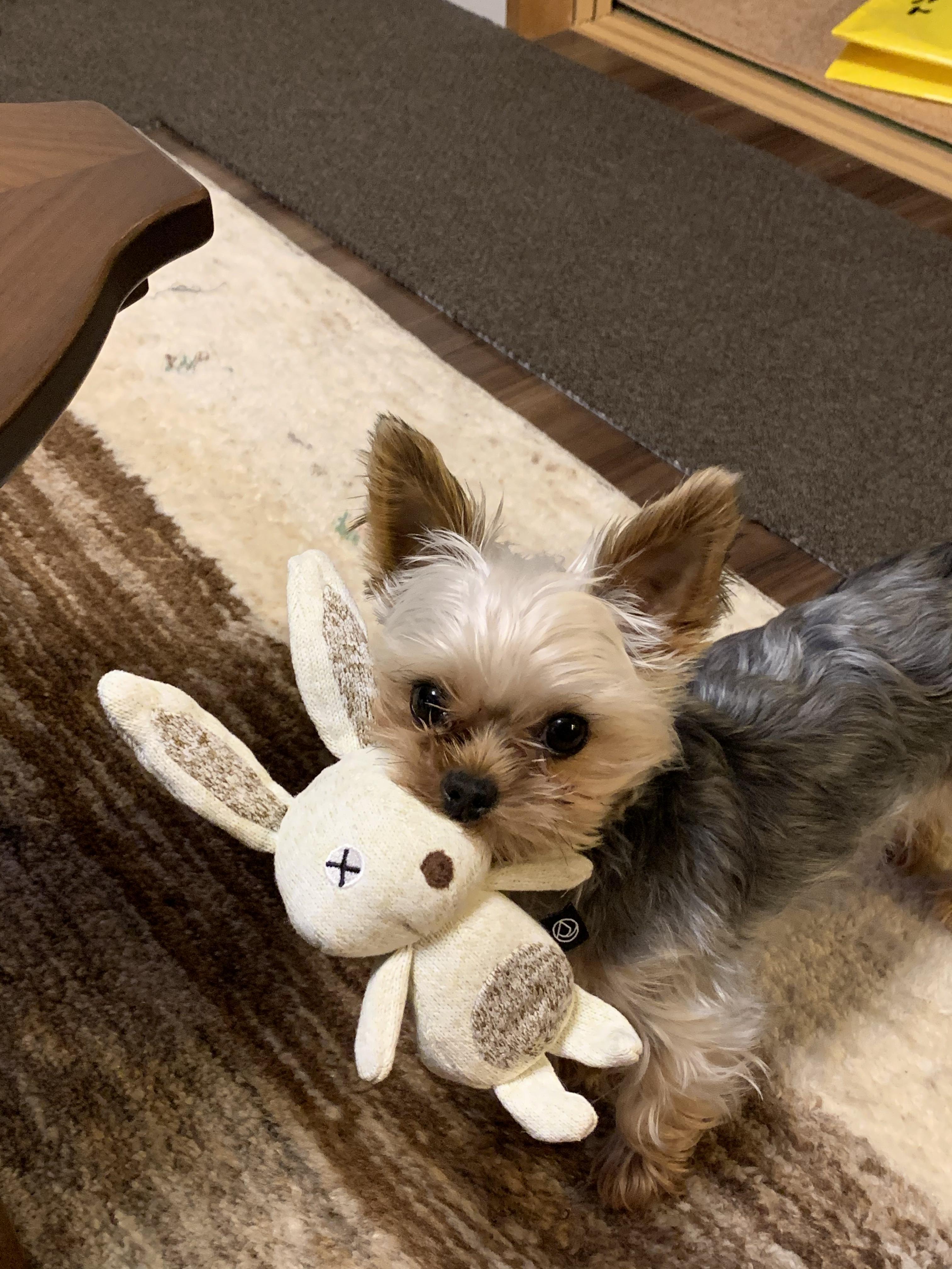 わんにゃんサイトの犬の写真