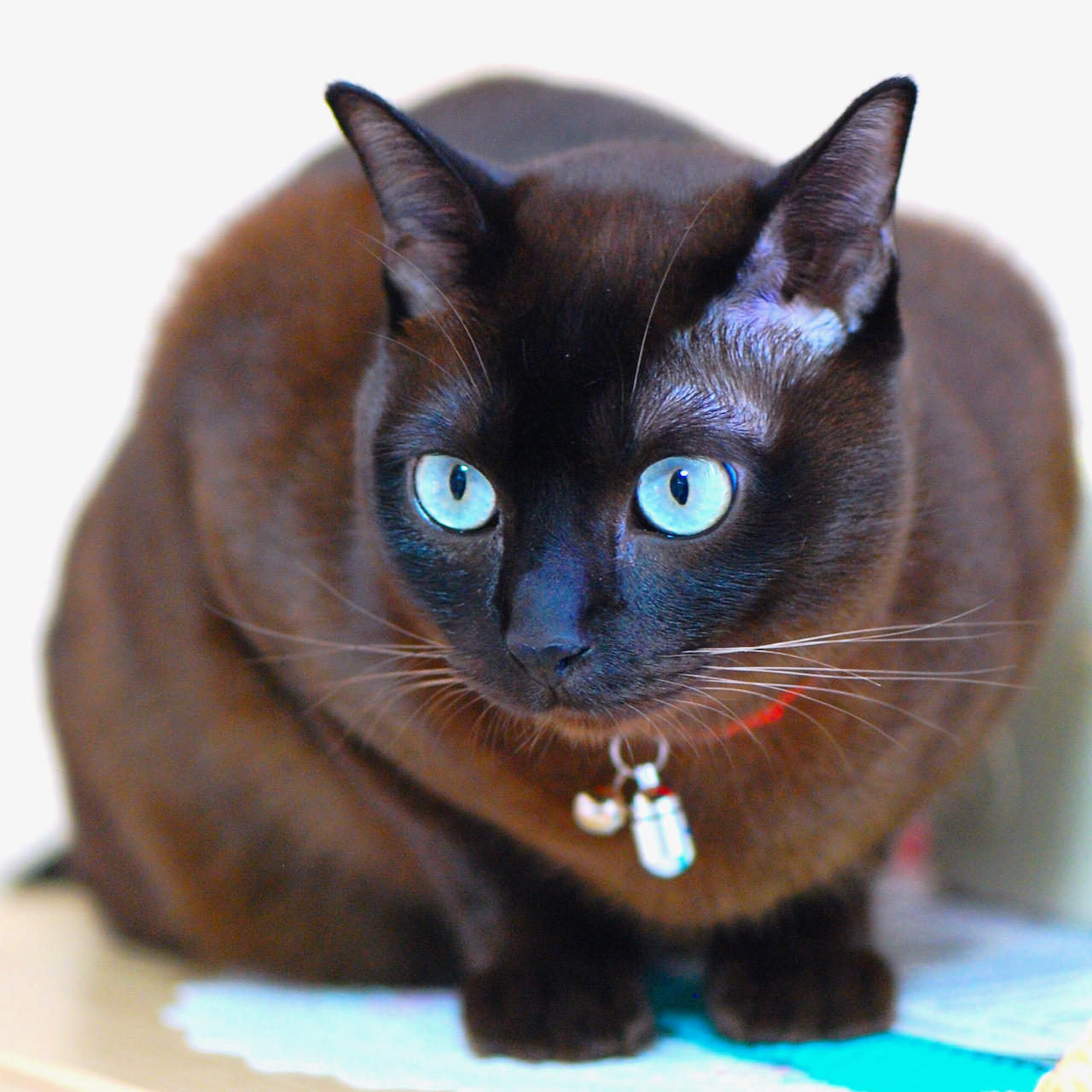 わんにゃんサイトの猫の写真