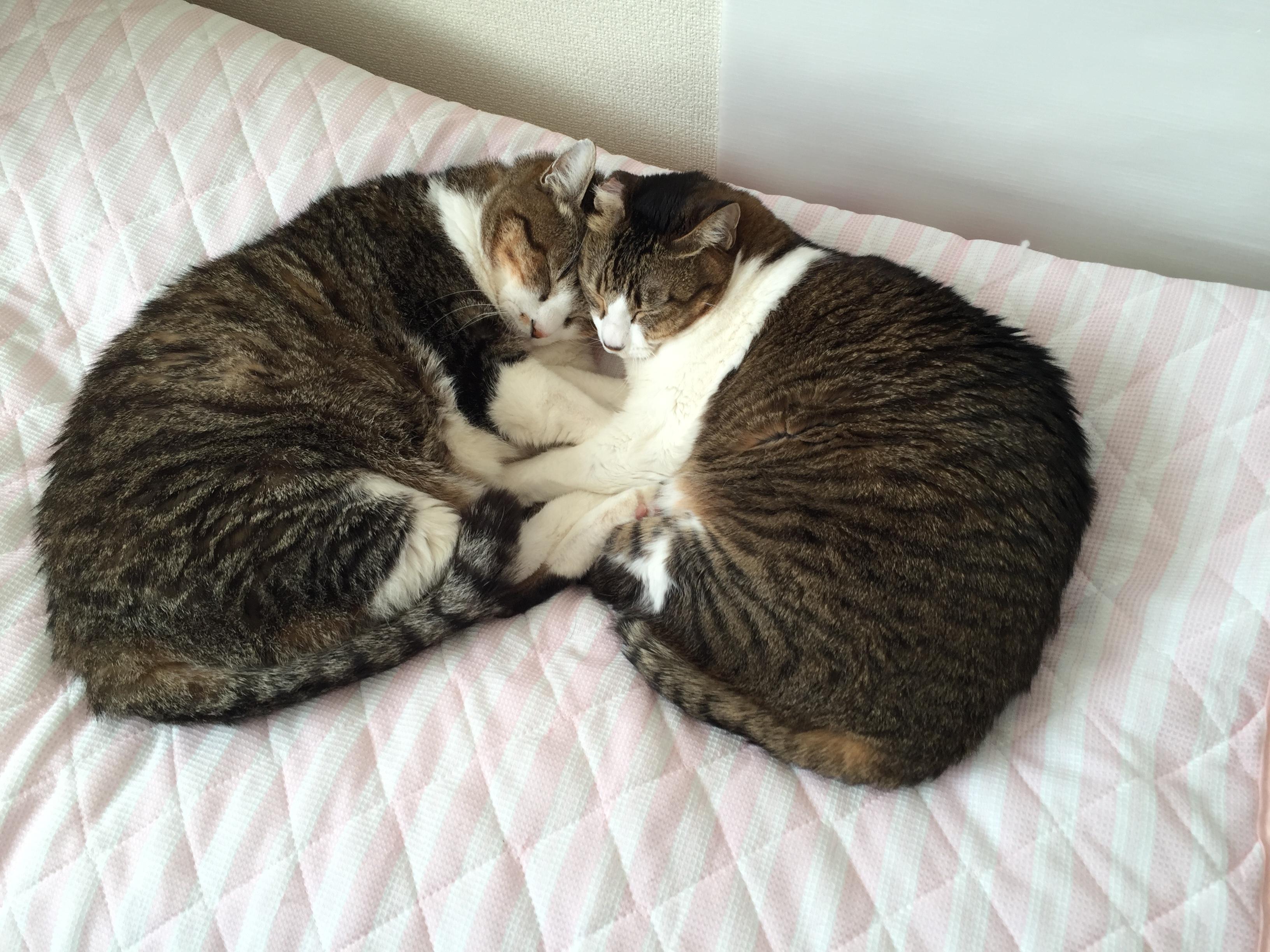 わんにゃんサイトの猫の写真