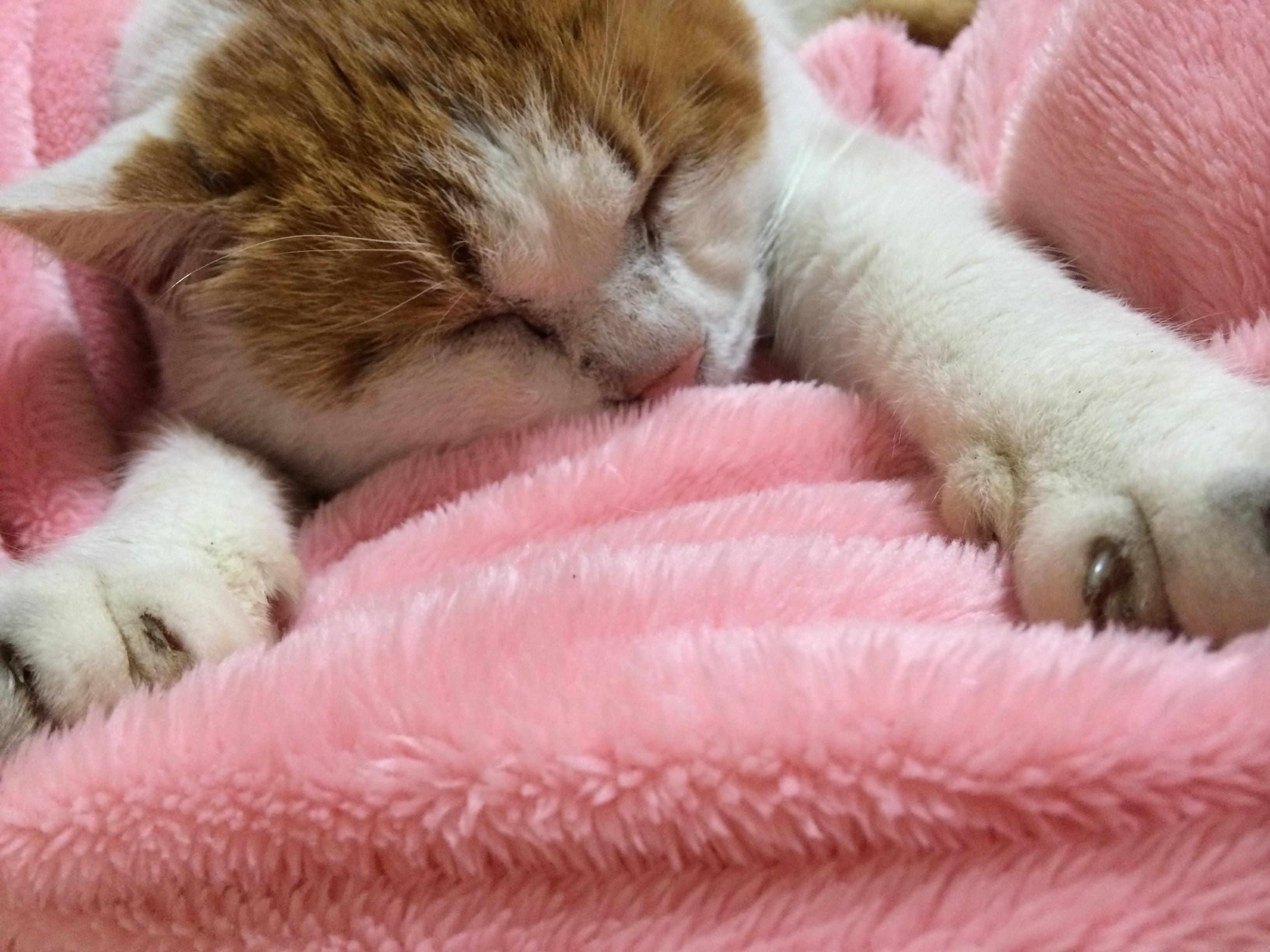 わんにゃんサイトの猫の写真