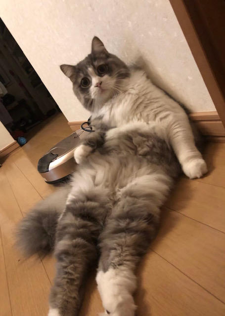 わんにゃんサイトの猫の写真