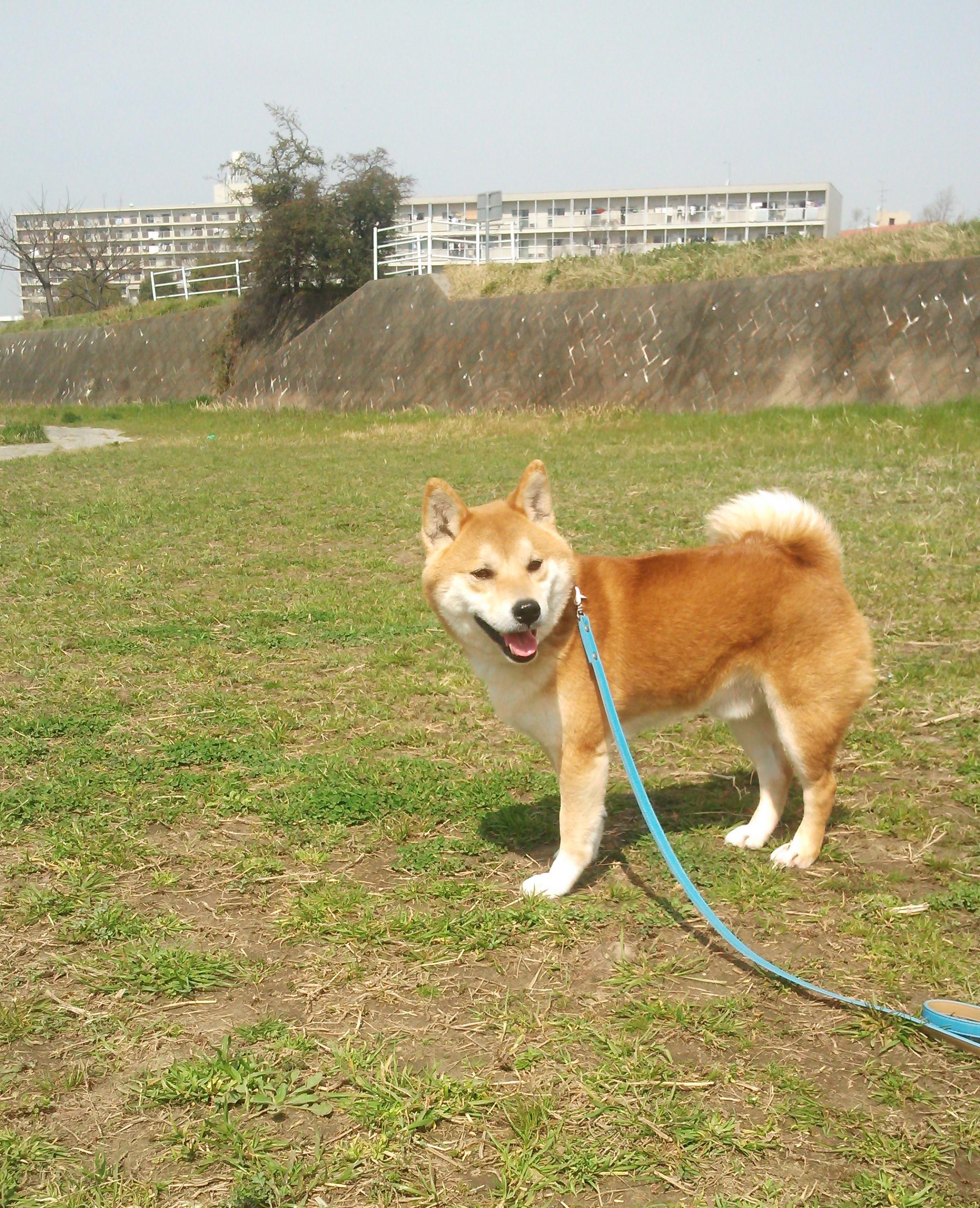 わんにゃんサイトの犬の写真
