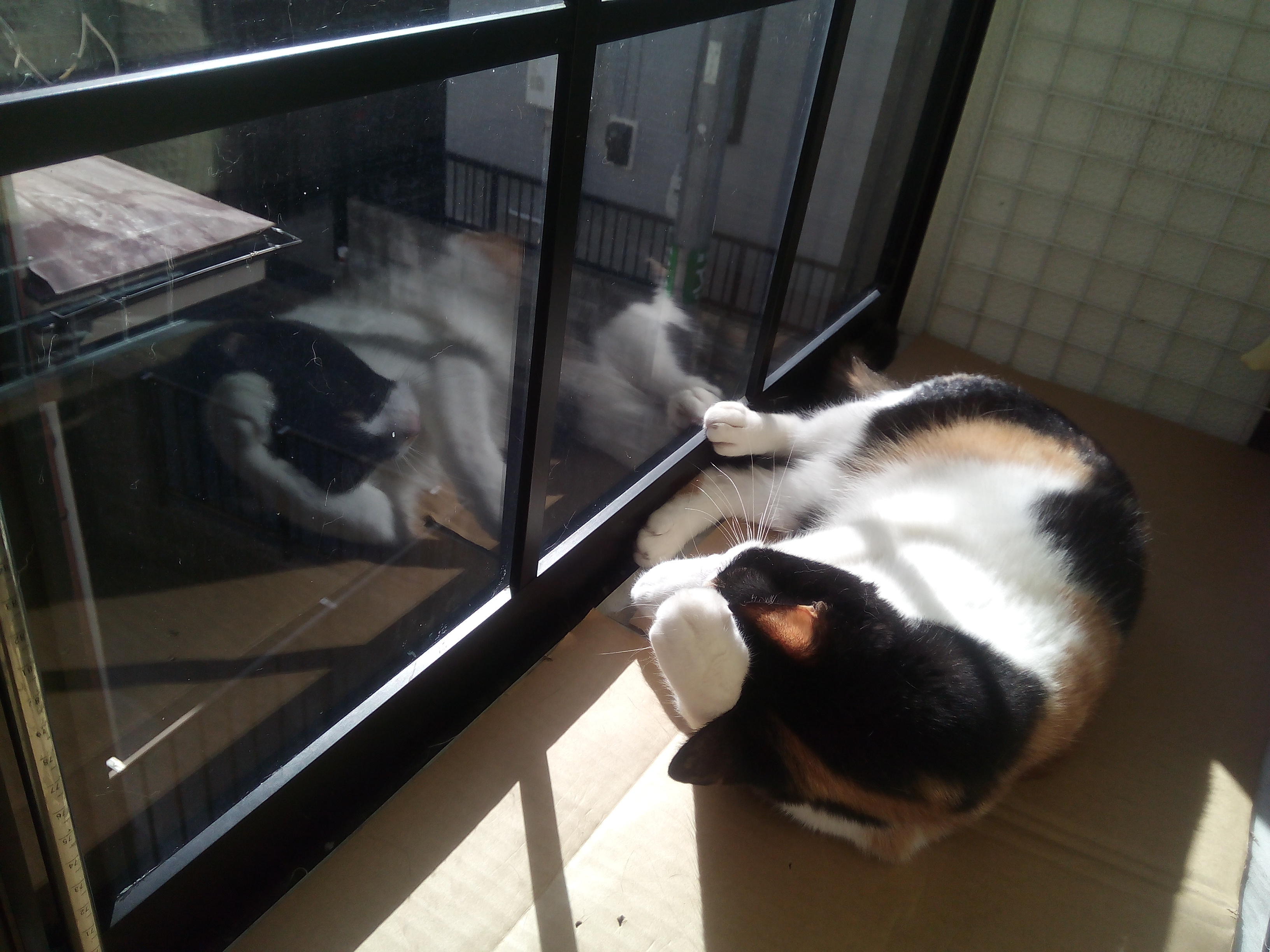 わんにゃんサイトの猫の写真