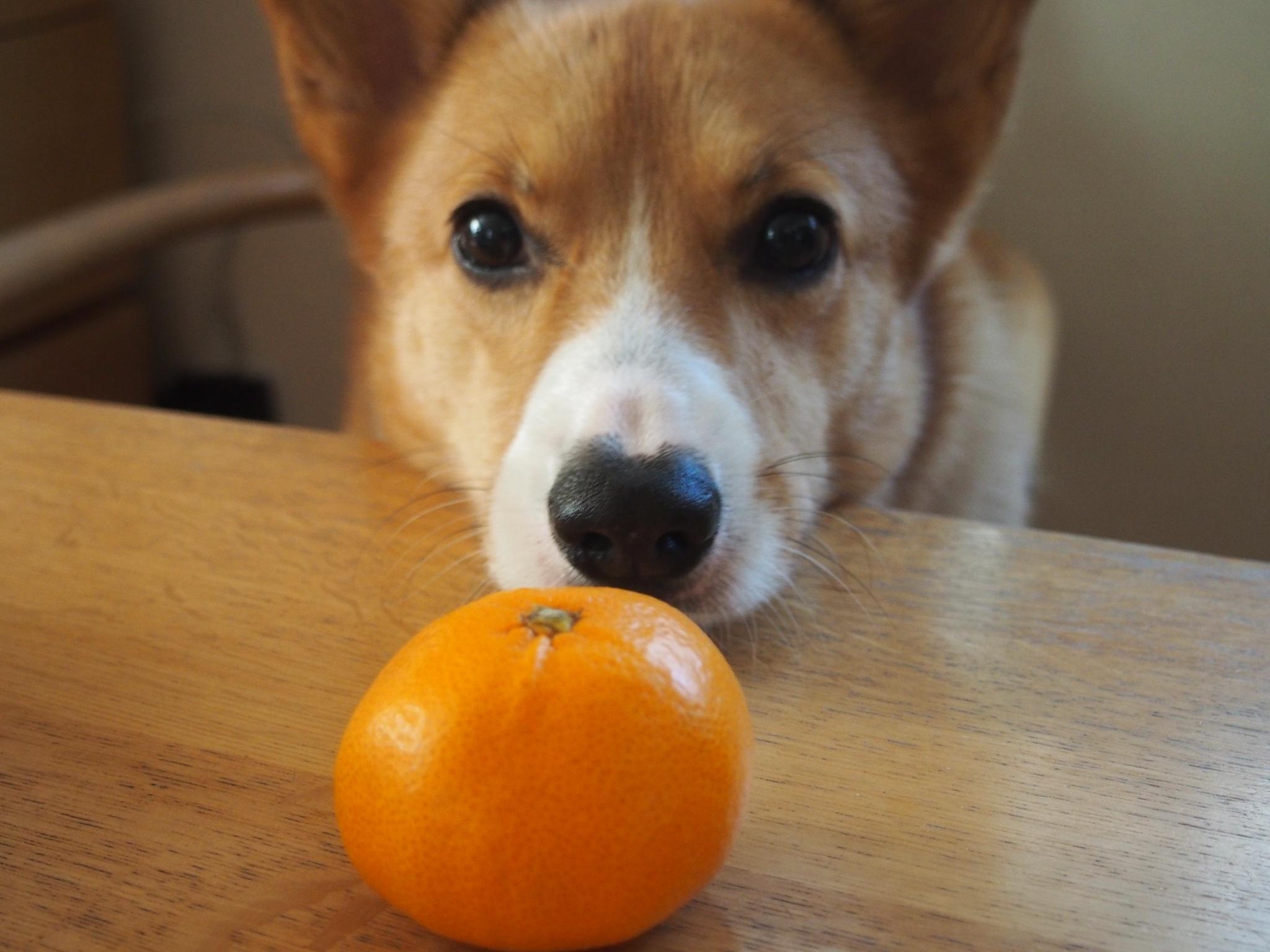 わんにゃんサイトの犬の写真