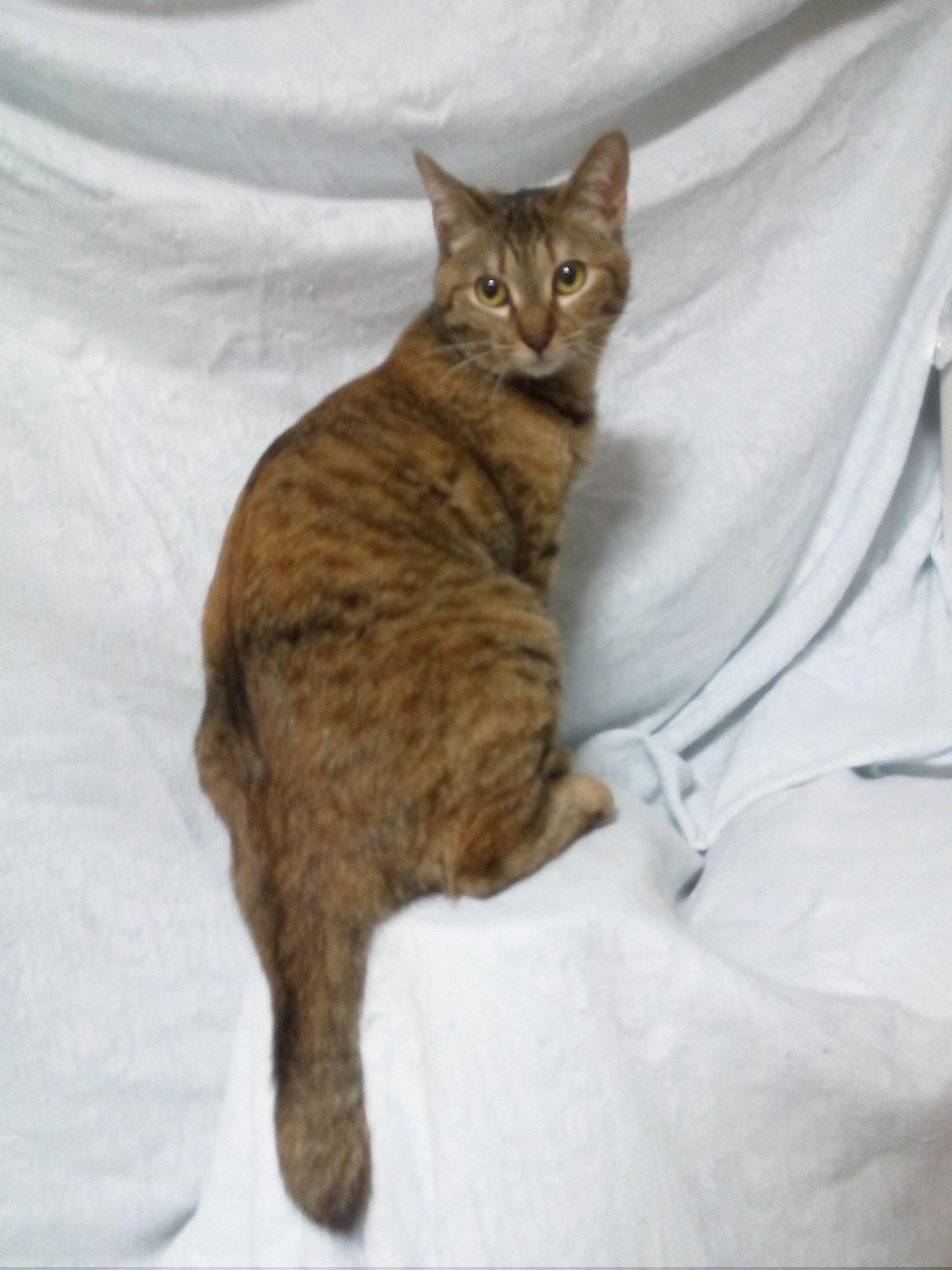 わんにゃんサイトの猫の写真