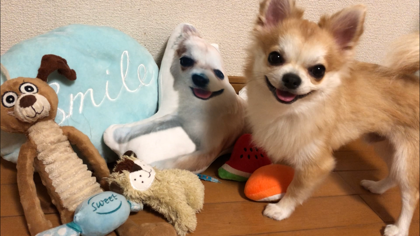 わんにゃんサイトの犬の写真