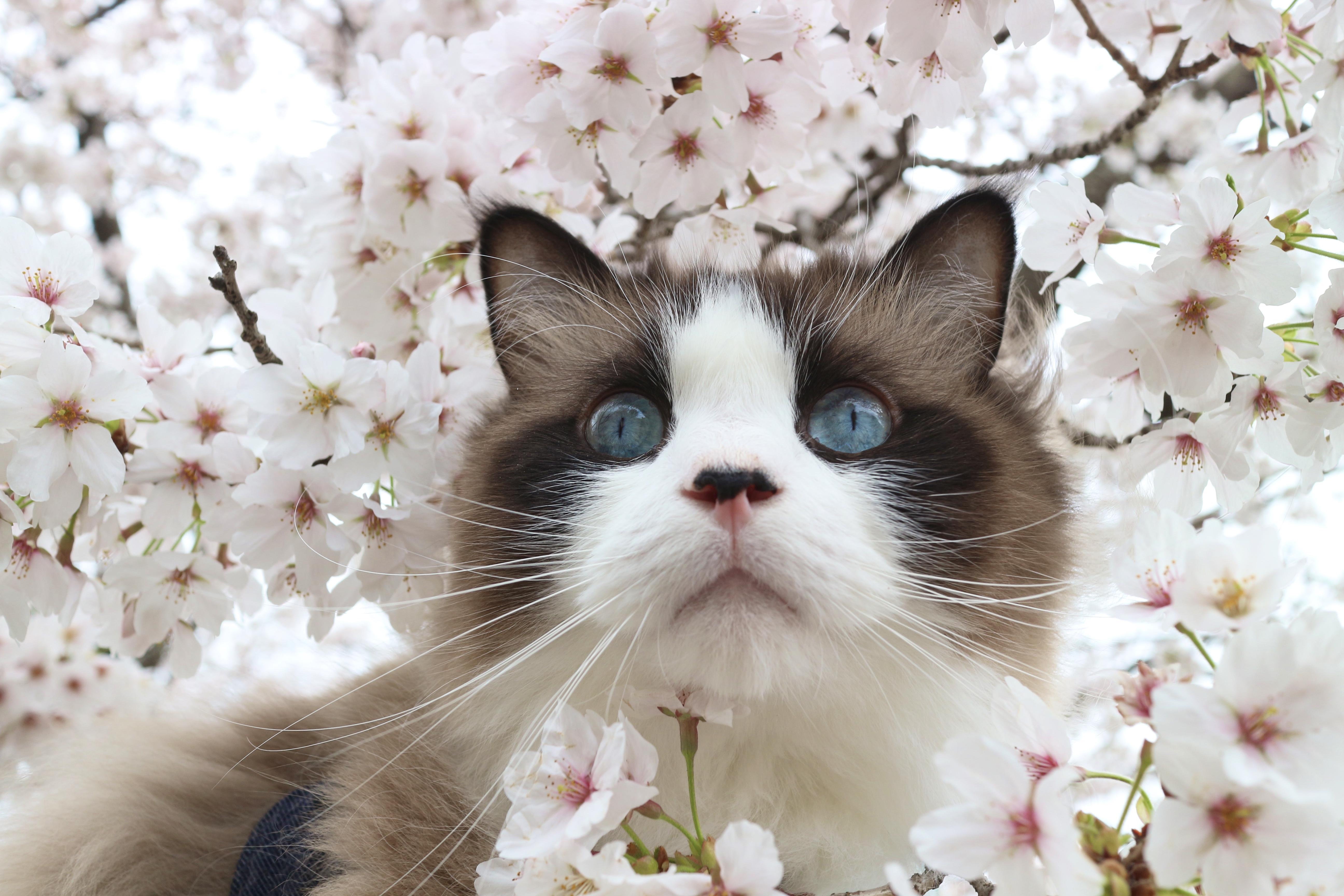 わんにゃんサイトの猫の写真