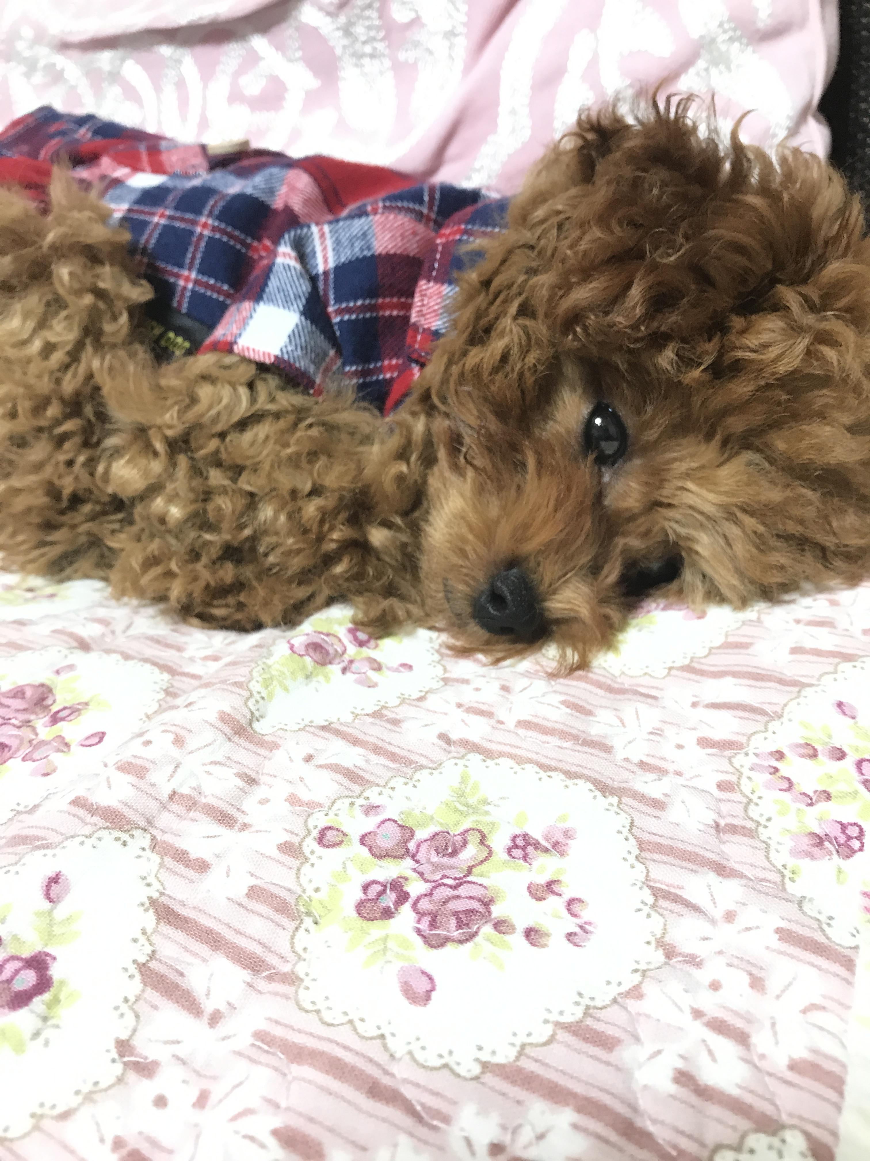 わんにゃんサイトの犬の写真