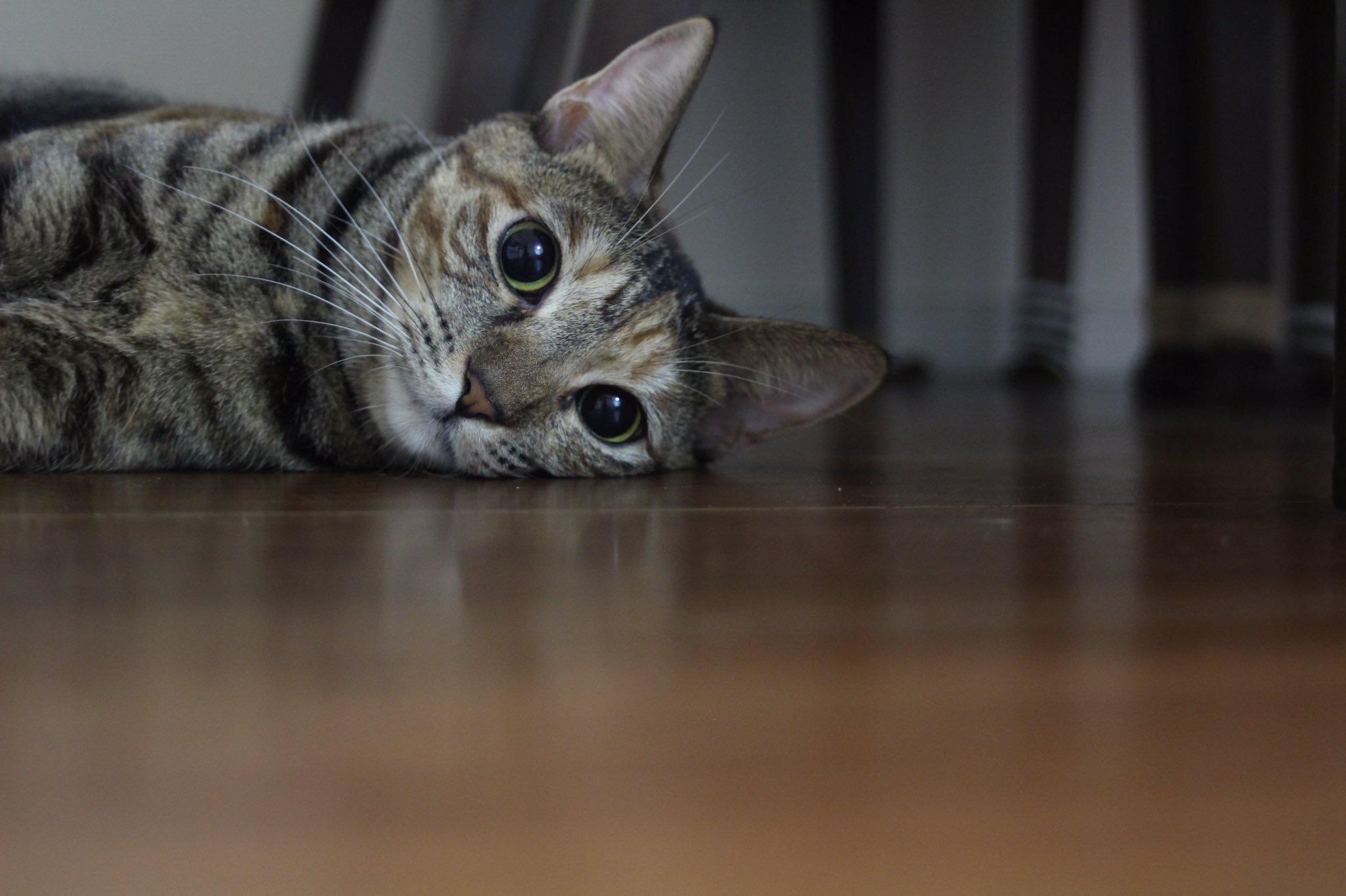 わんにゃんサイトの猫の写真