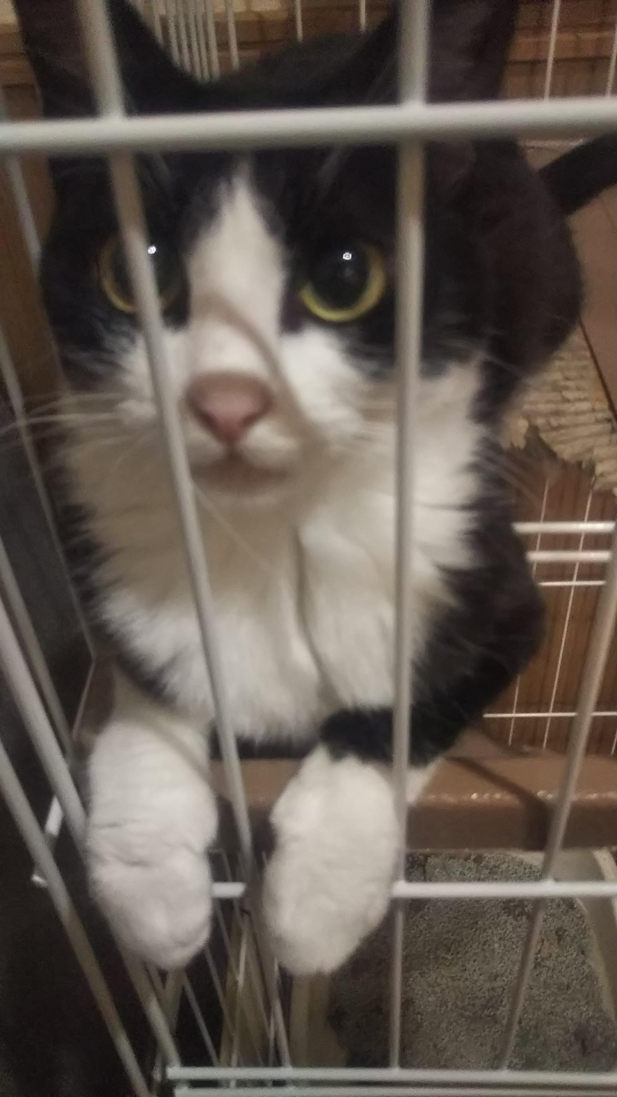 わんにゃんサイトの猫の写真