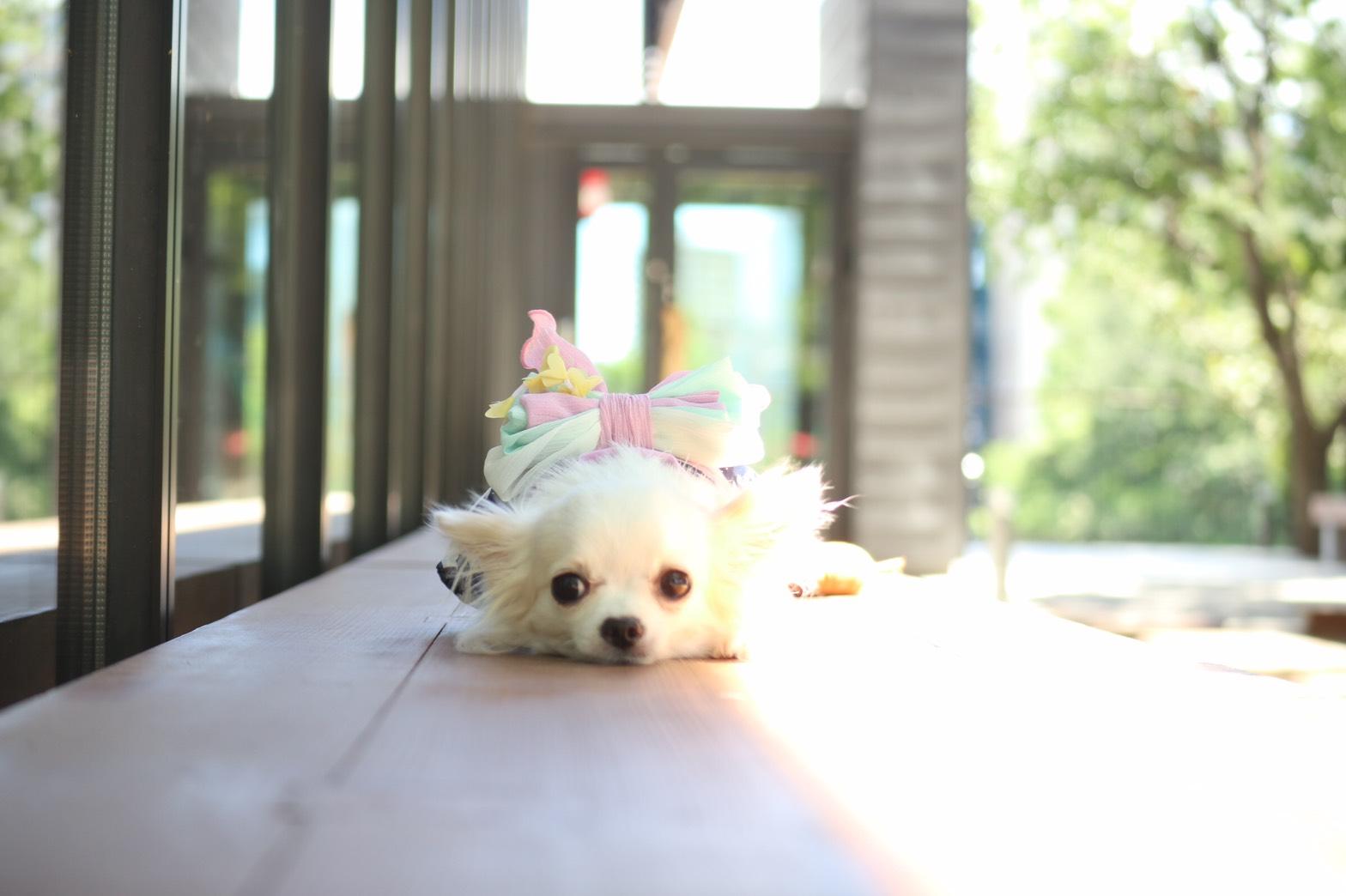 わんにゃんサイトの犬の写真