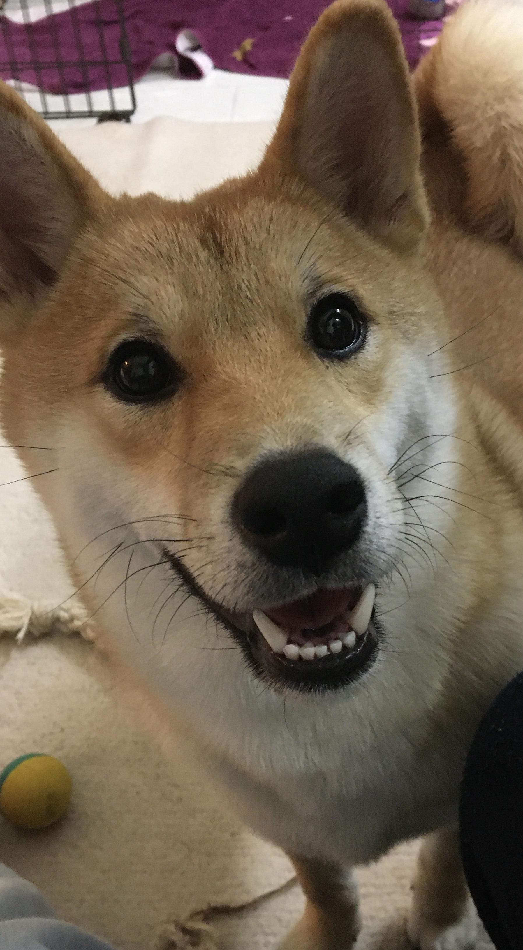 わんにゃんサイトの犬の写真