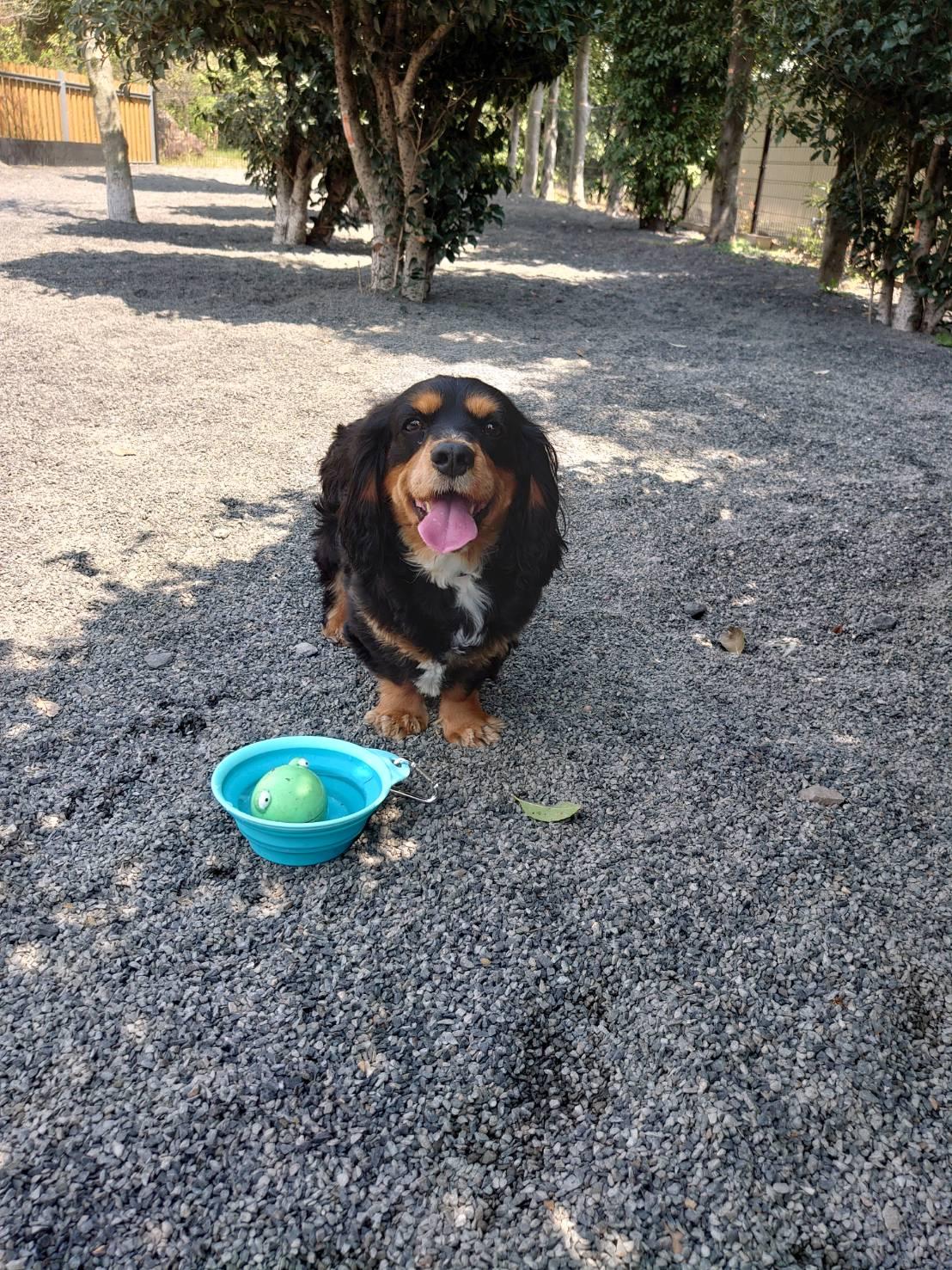 わんにゃんサイトの犬の写真