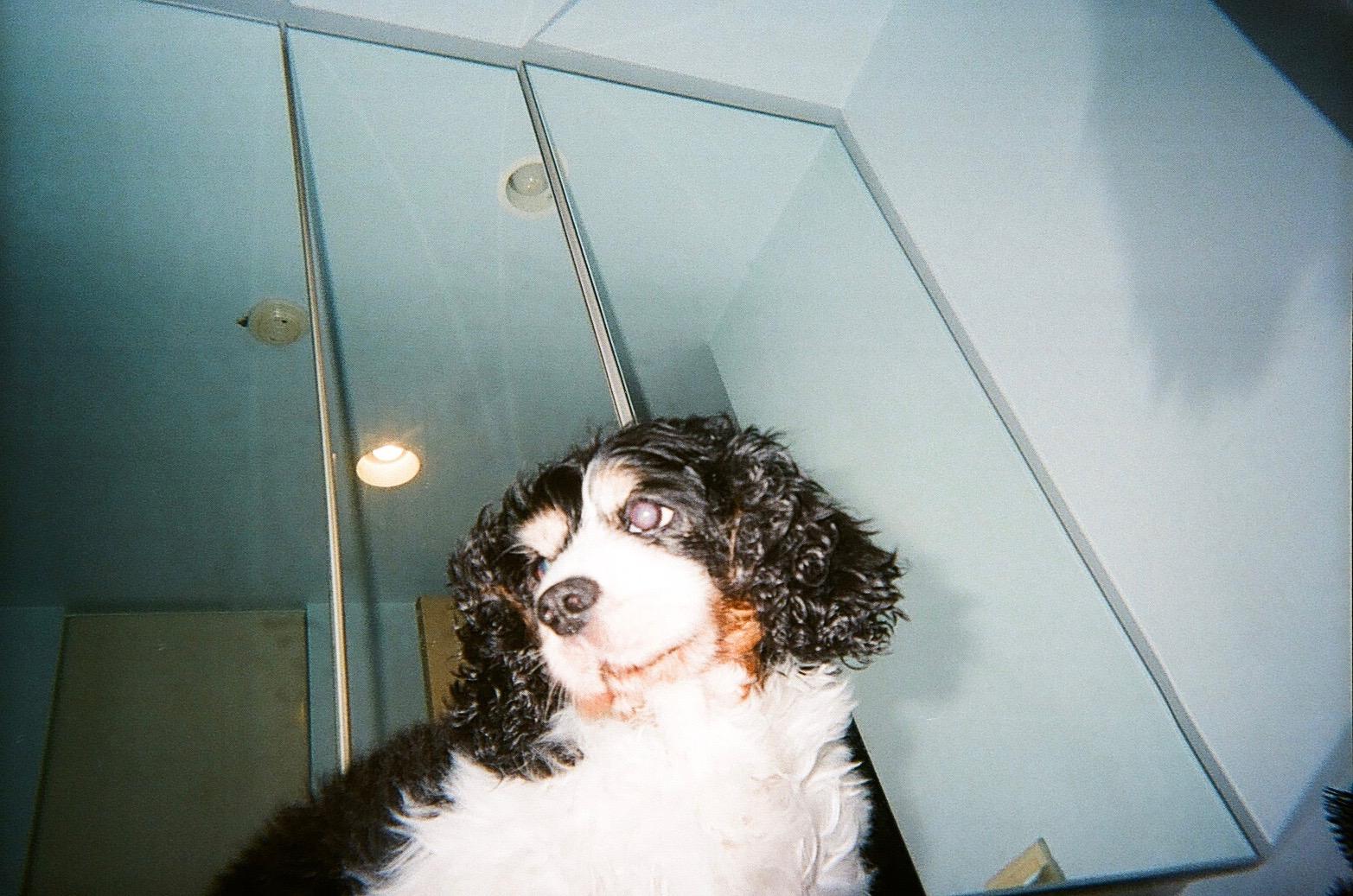 わんにゃんサイトの犬の写真