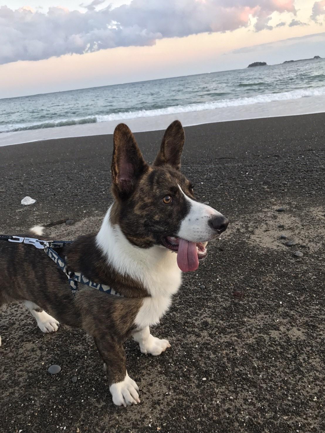 わんにゃんサイトの犬の写真