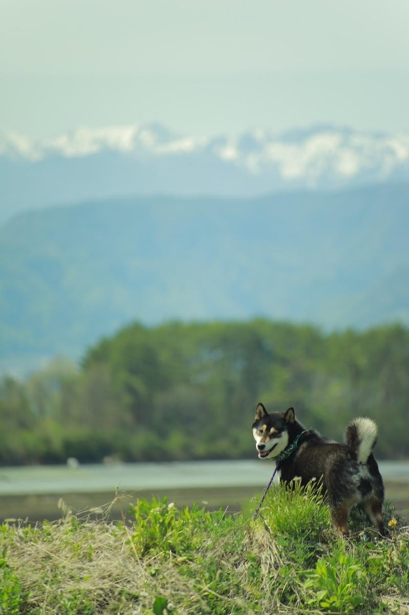 わんにゃんサイトの犬の写真