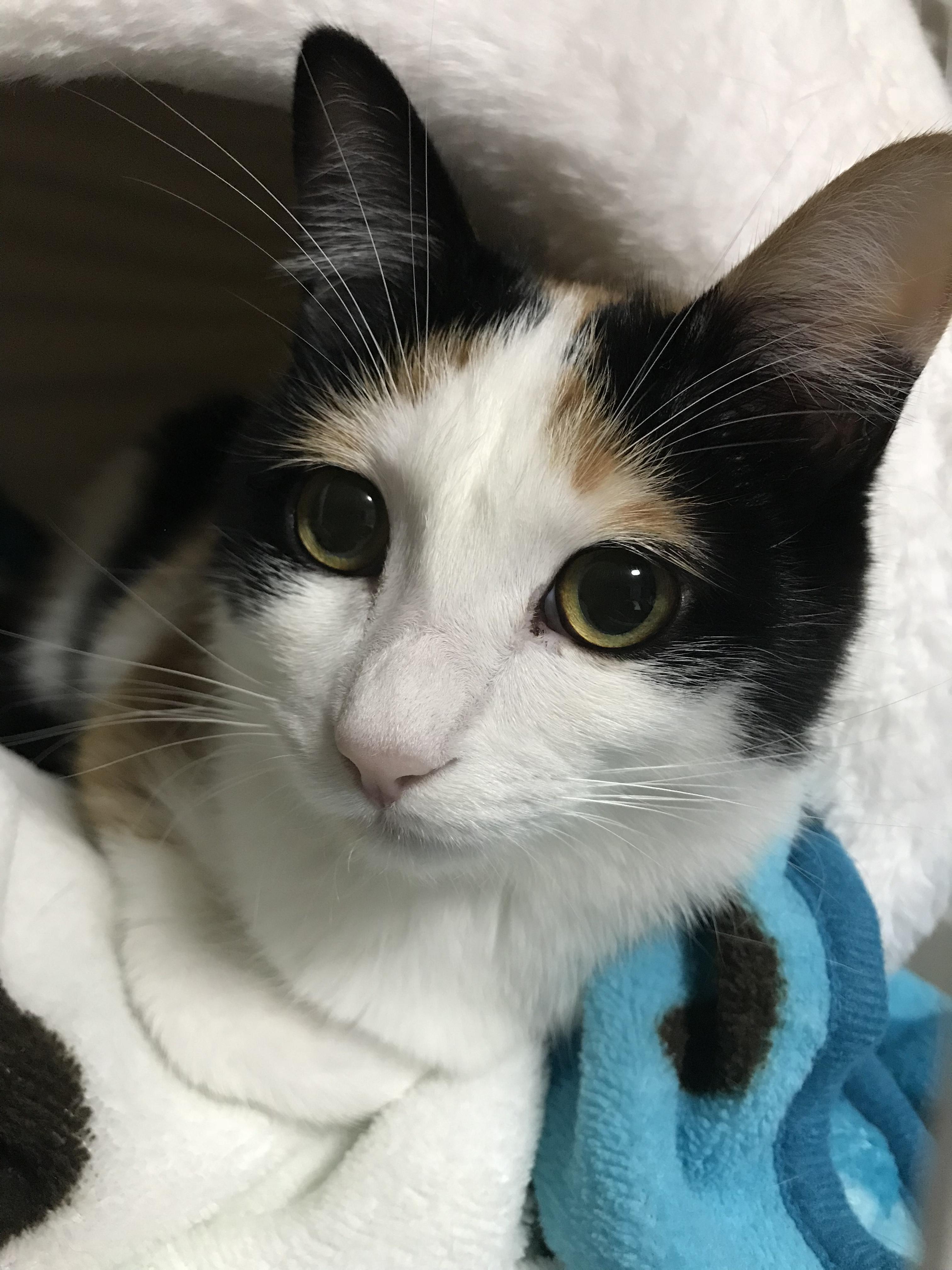 わんにゃんサイトの猫の写真