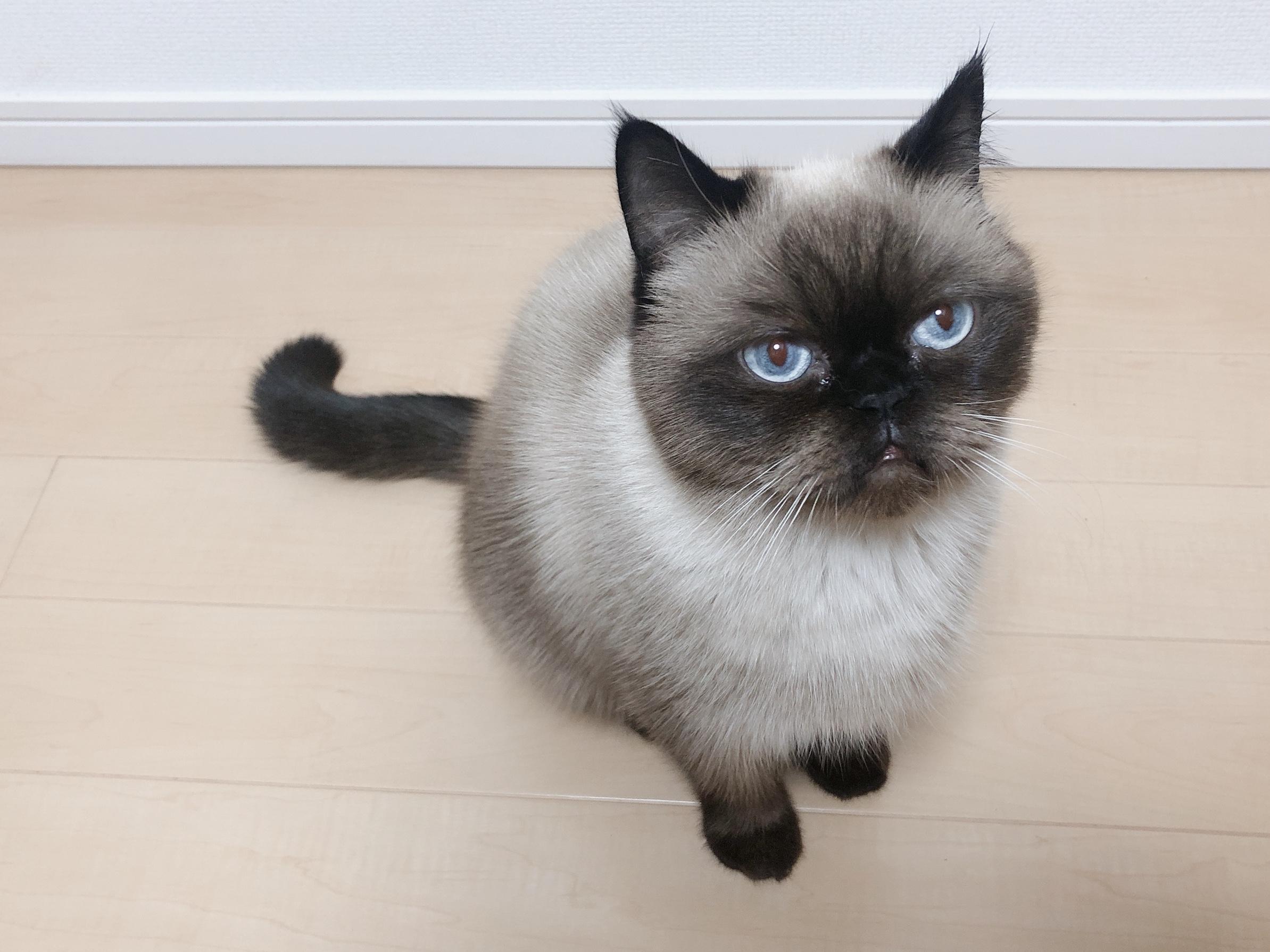 わんにゃんサイトの猫の写真