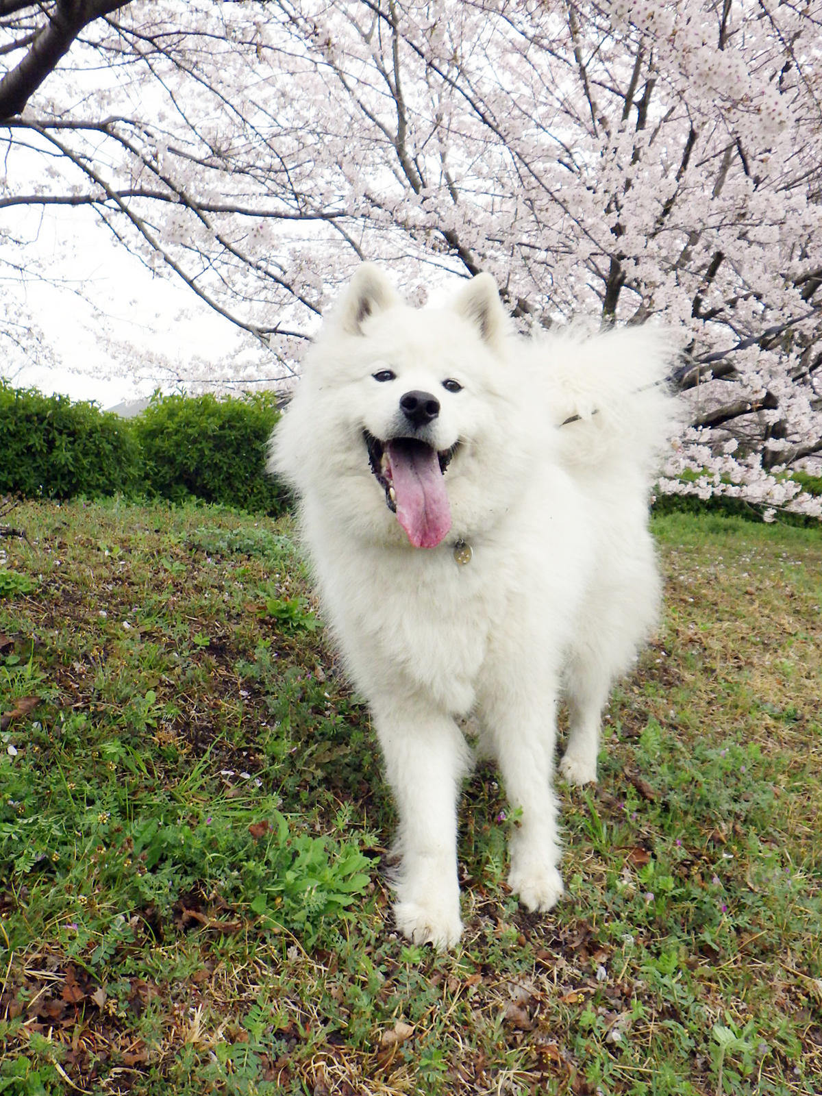 わんにゃんサイトの犬の写真