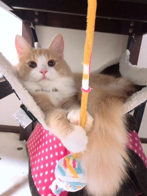 わんにゃんサイトの猫の写真