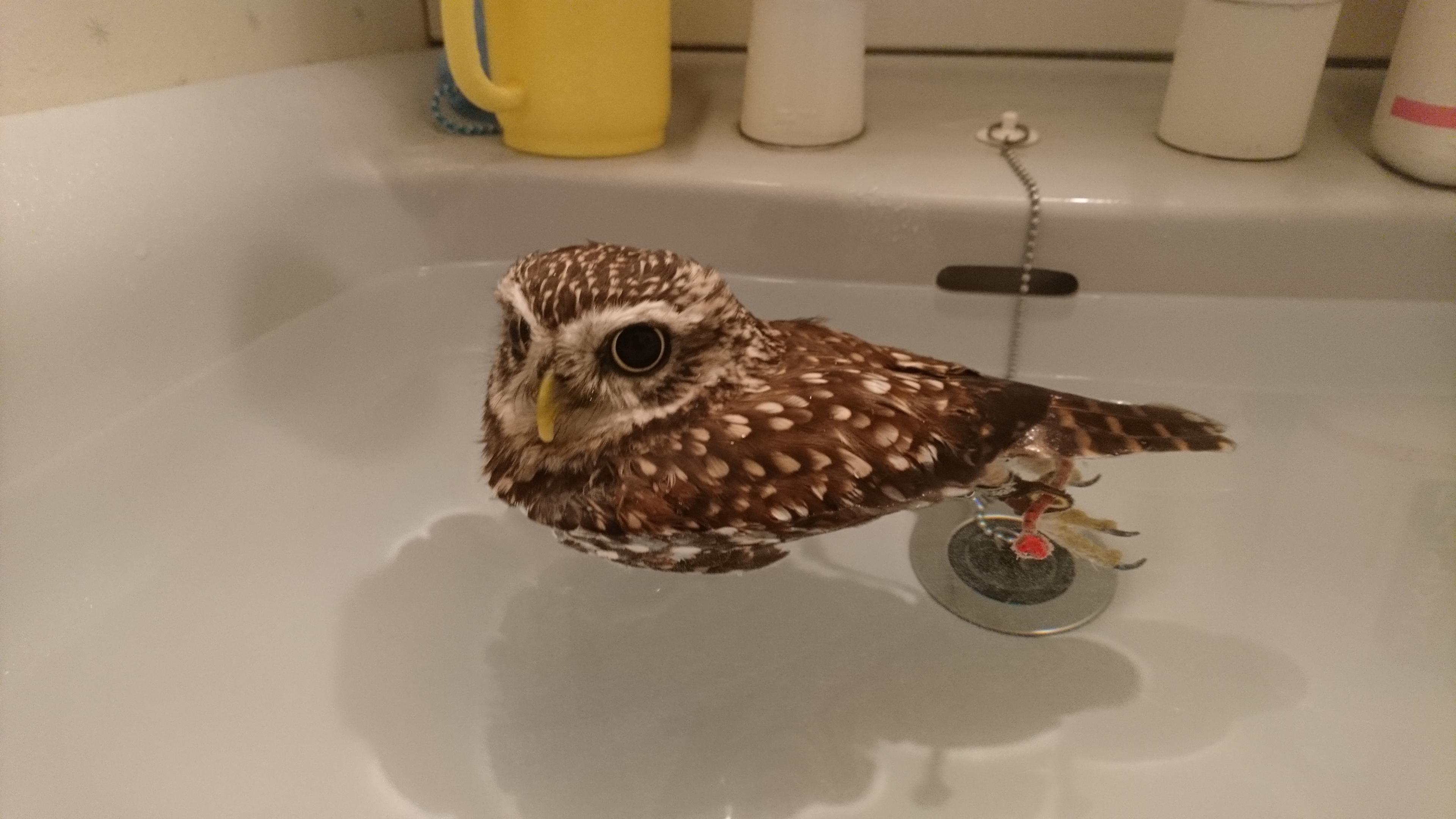 わんにゃんサイトのその他の写真