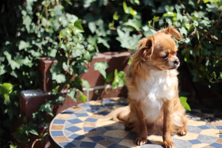 わんにゃんサイトの犬の写真