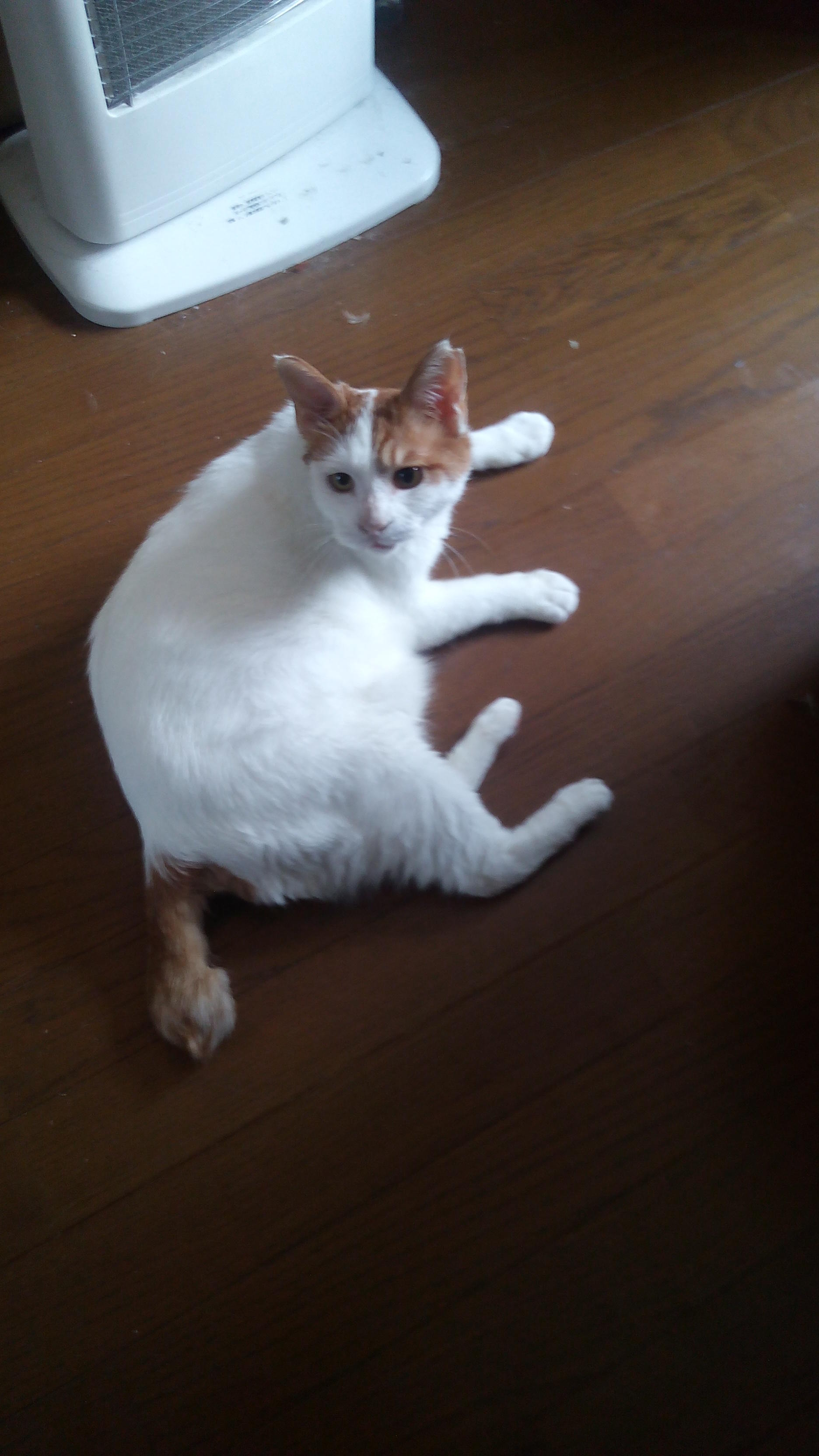 わんにゃんサイトの猫の写真