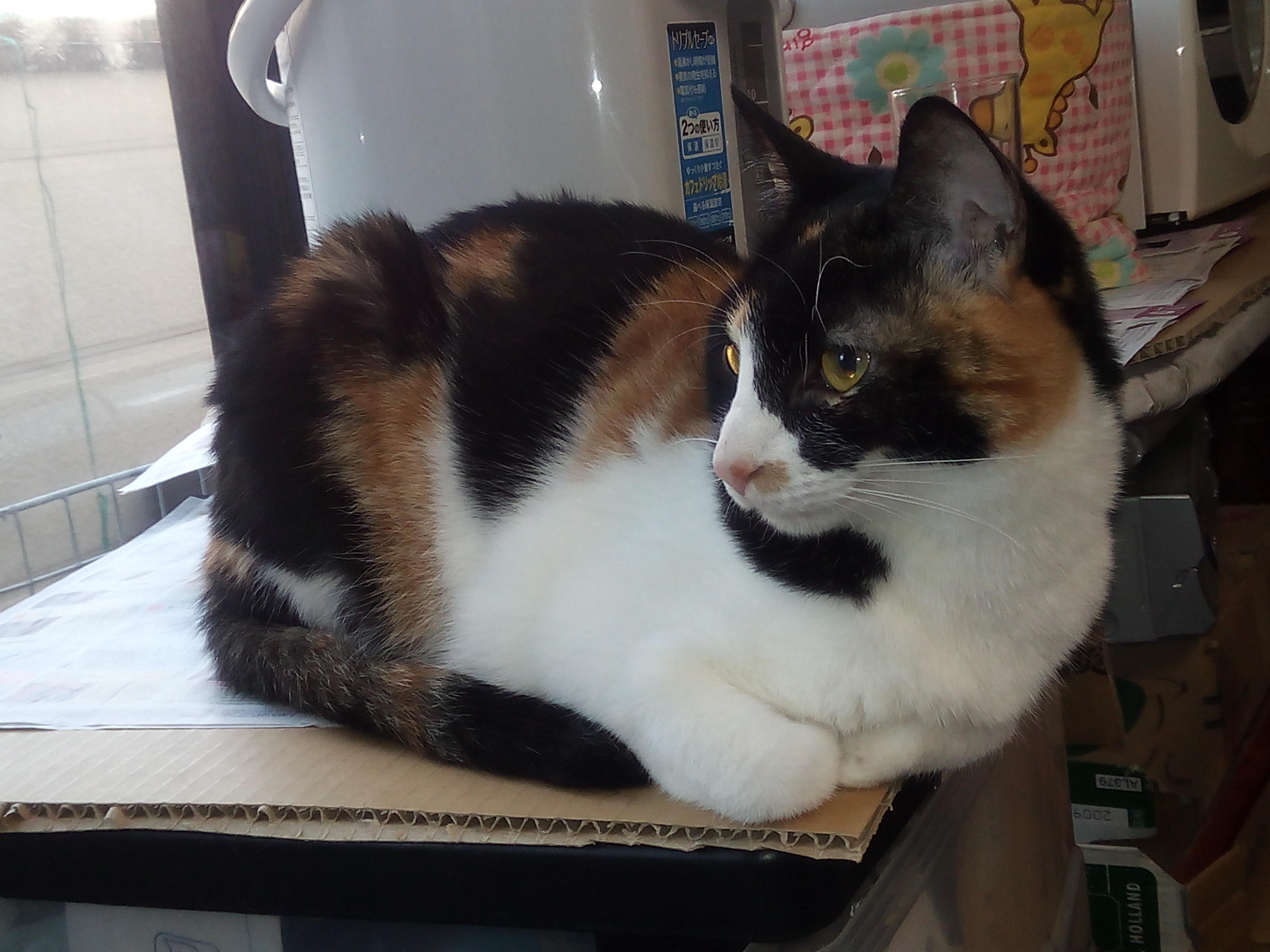 わんにゃんサイトの猫の写真