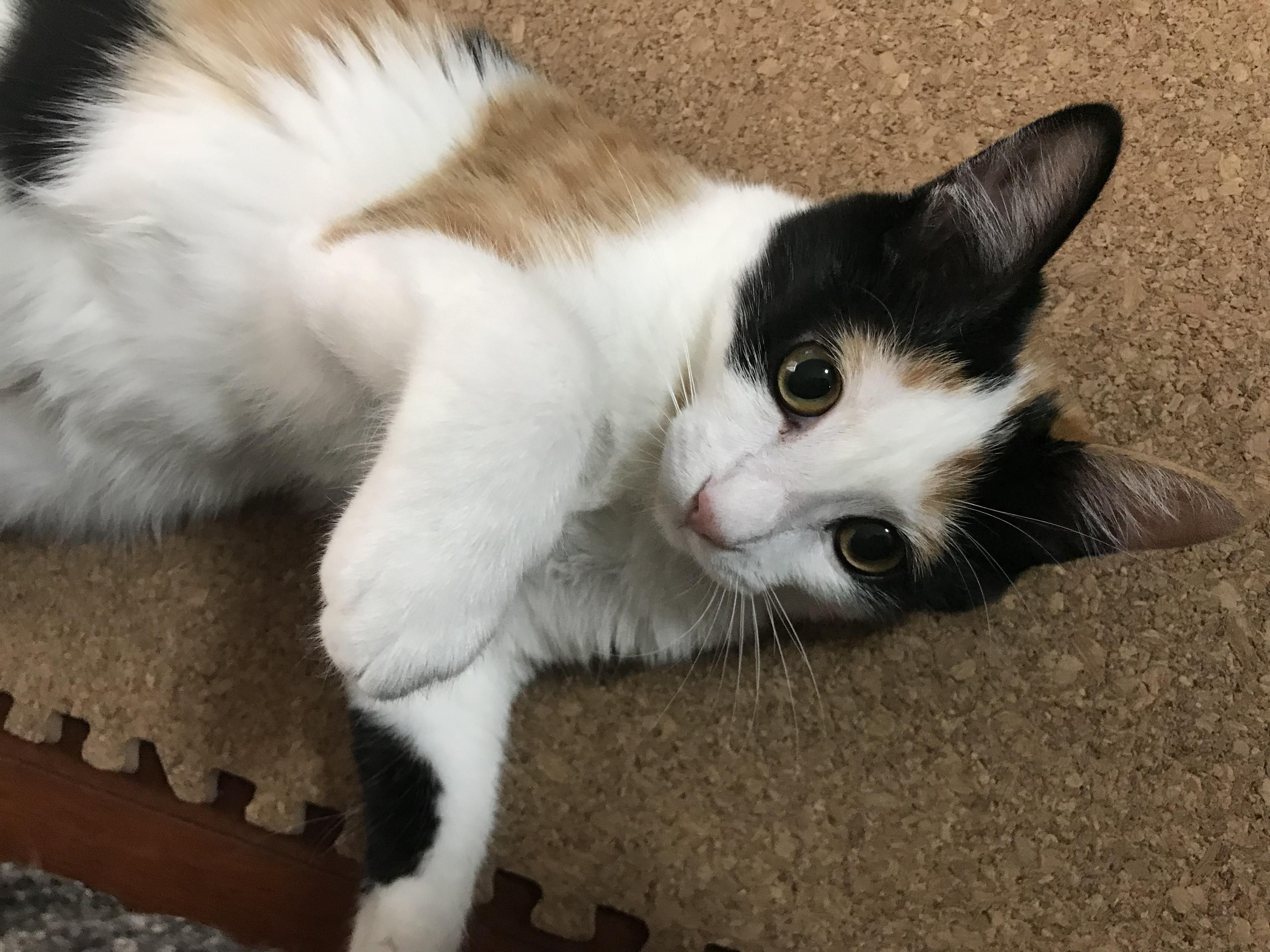 わんにゃんサイトの猫の写真