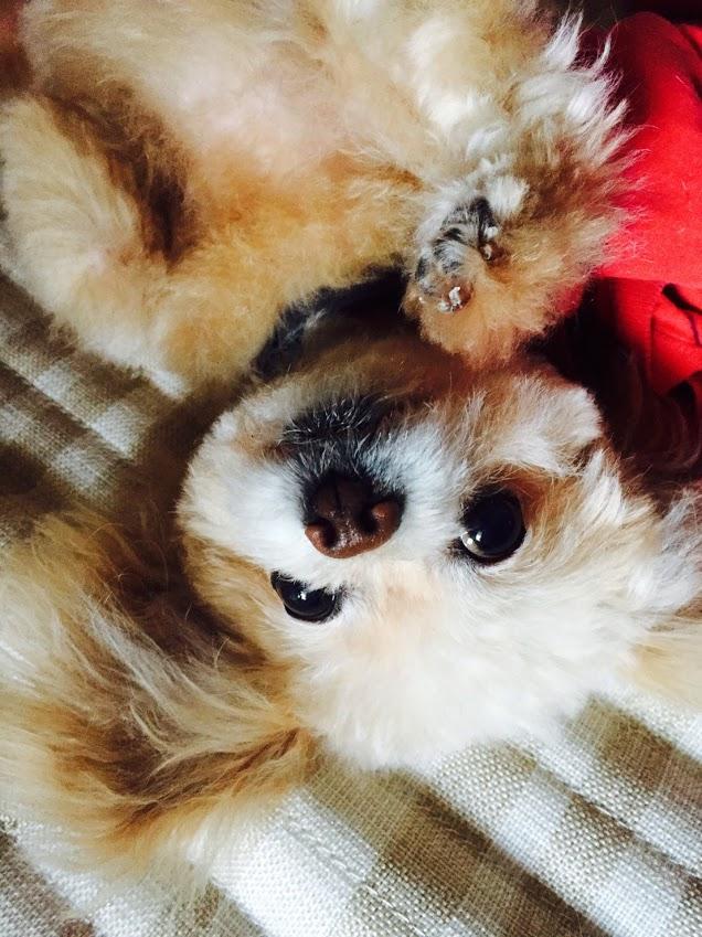 わんにゃんサイトの犬の写真