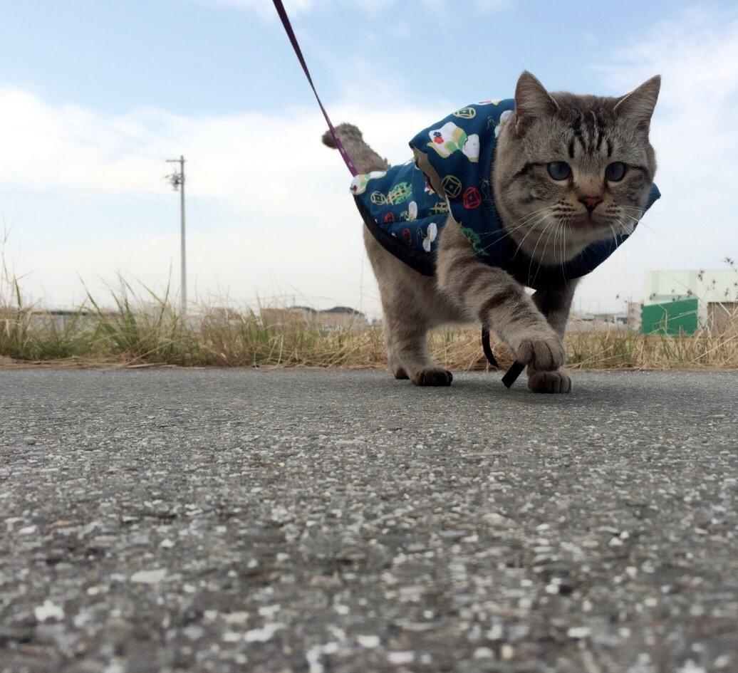 わんにゃんサイトの猫の写真